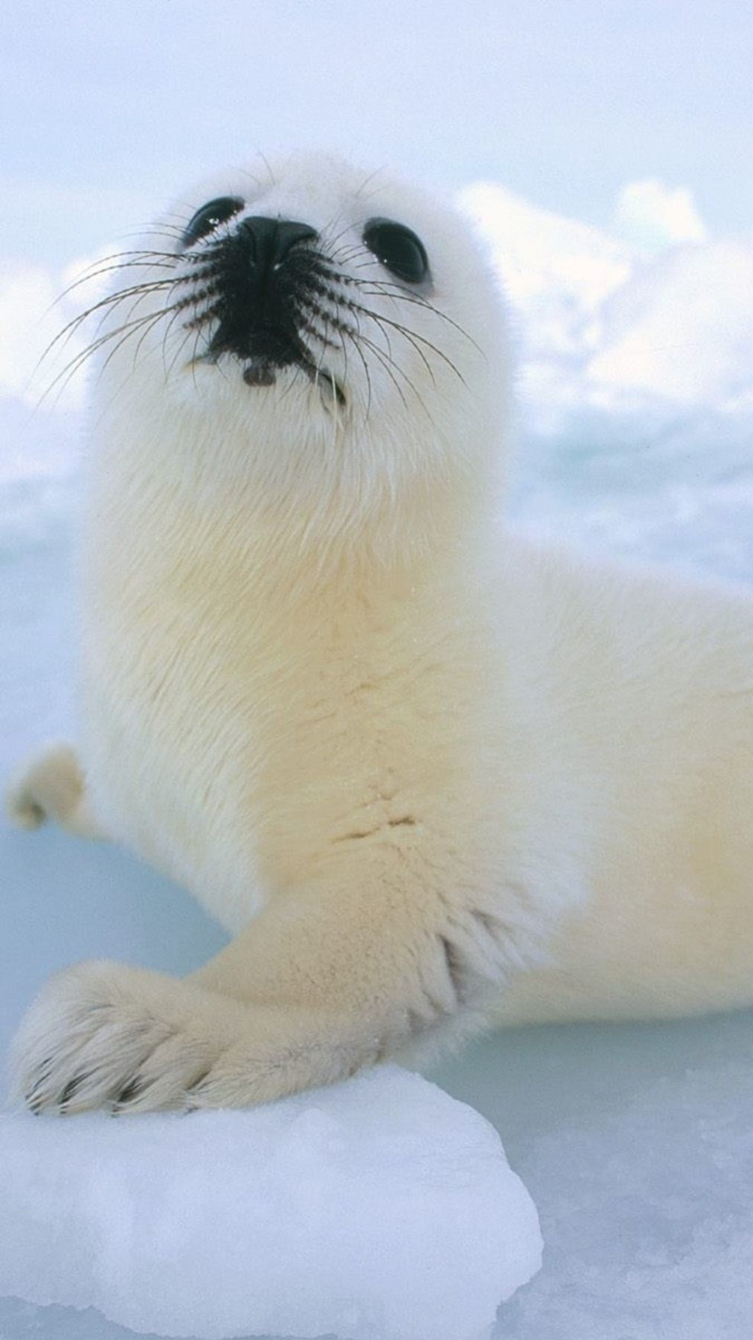 1080x1920 Sea Lion Wallpaper, Phone