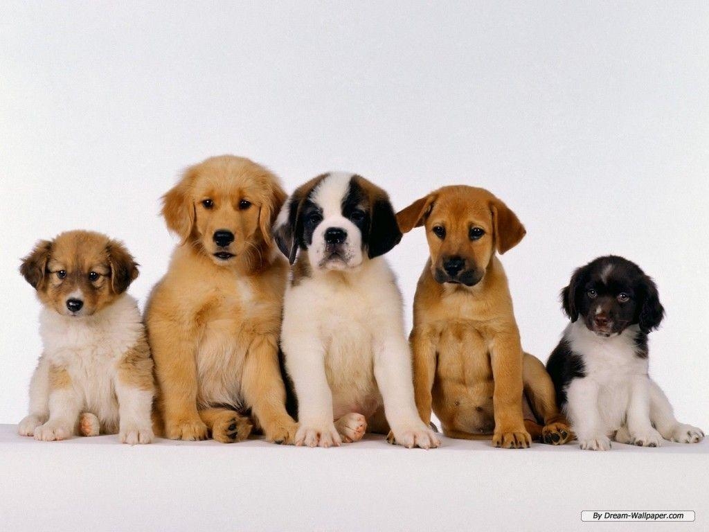 1030x770 Puppy Wallpaper, Desktop