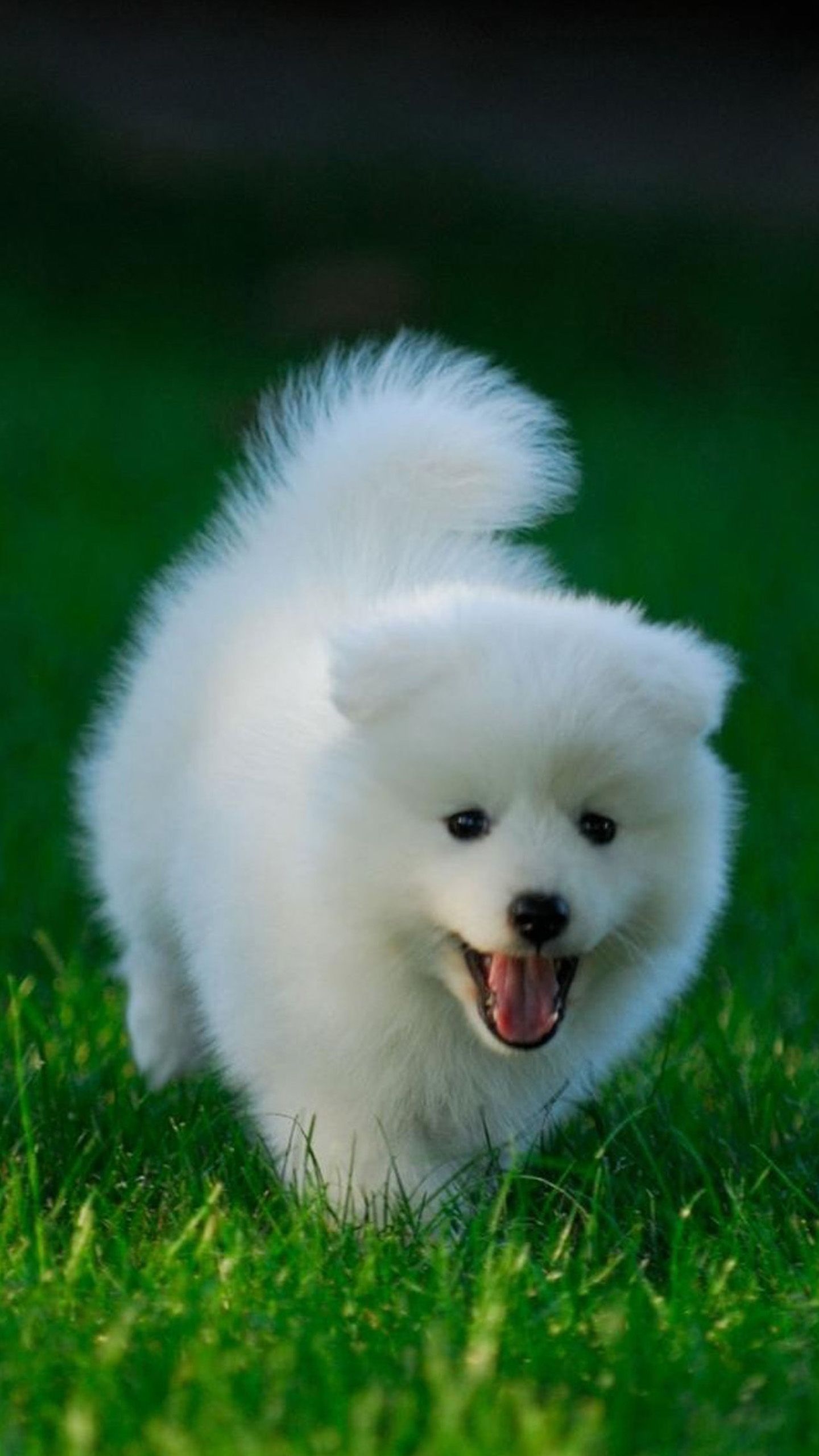 1440x2560 Very Cute White Puppy Wallpaper, Phone