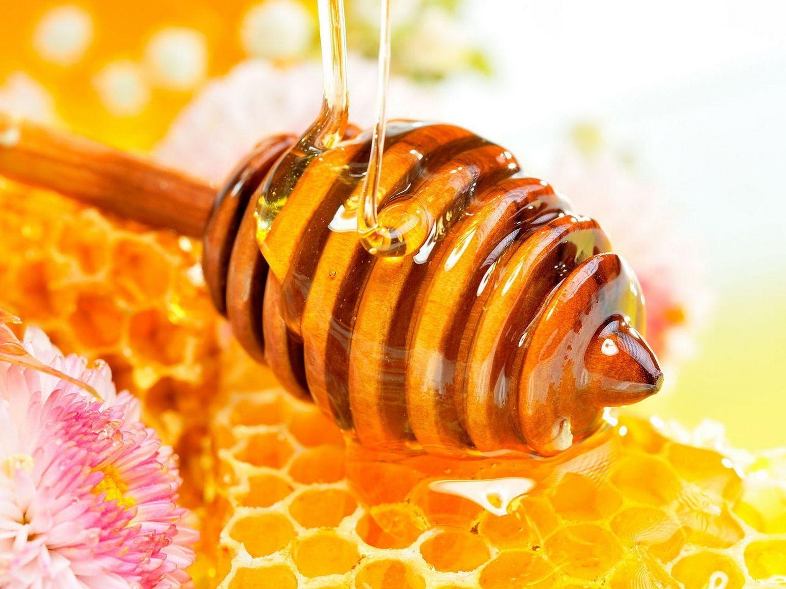 1600x1200 Honey Bee, Desktop