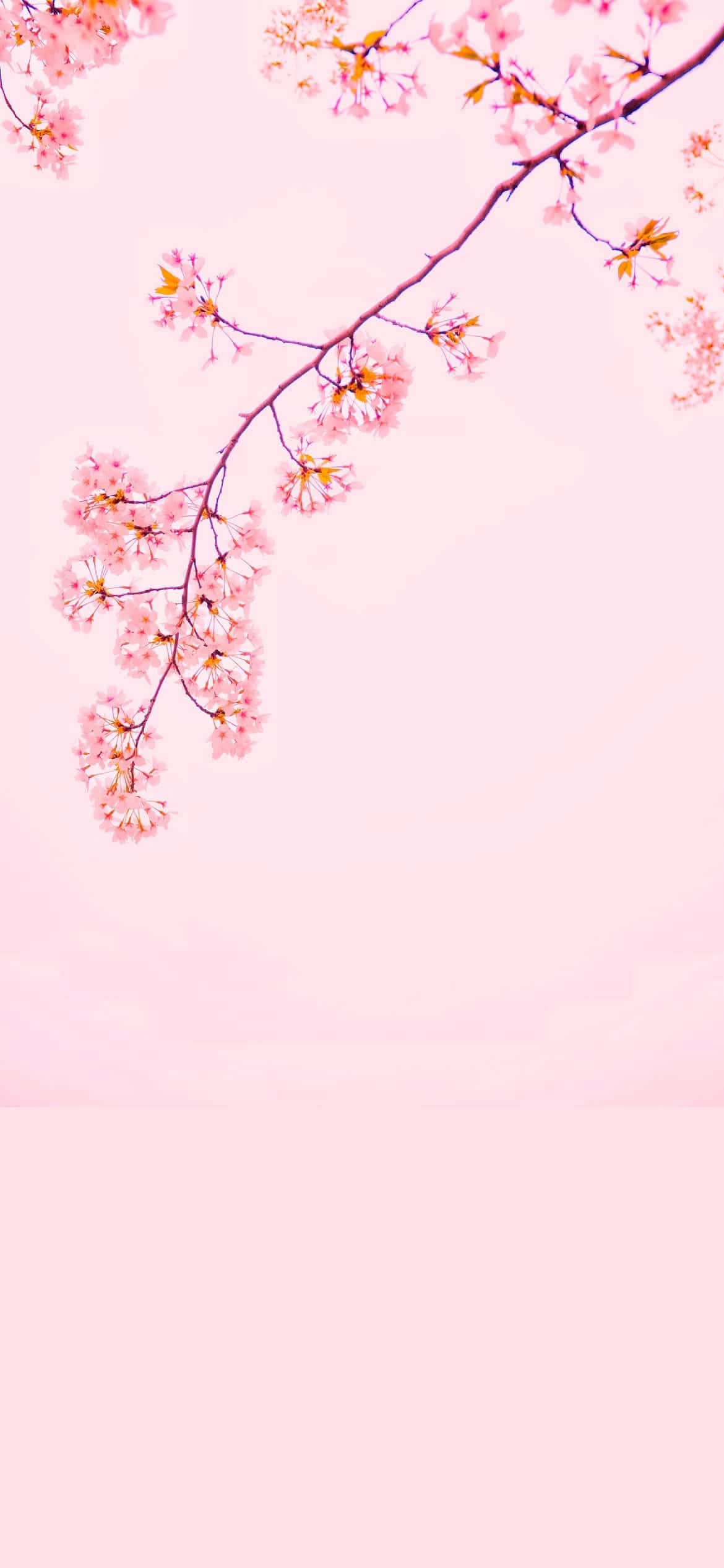 1170x2540 Pink Aesthetic Wallpaper Background You Need For Your Phone Right Now!, Phone