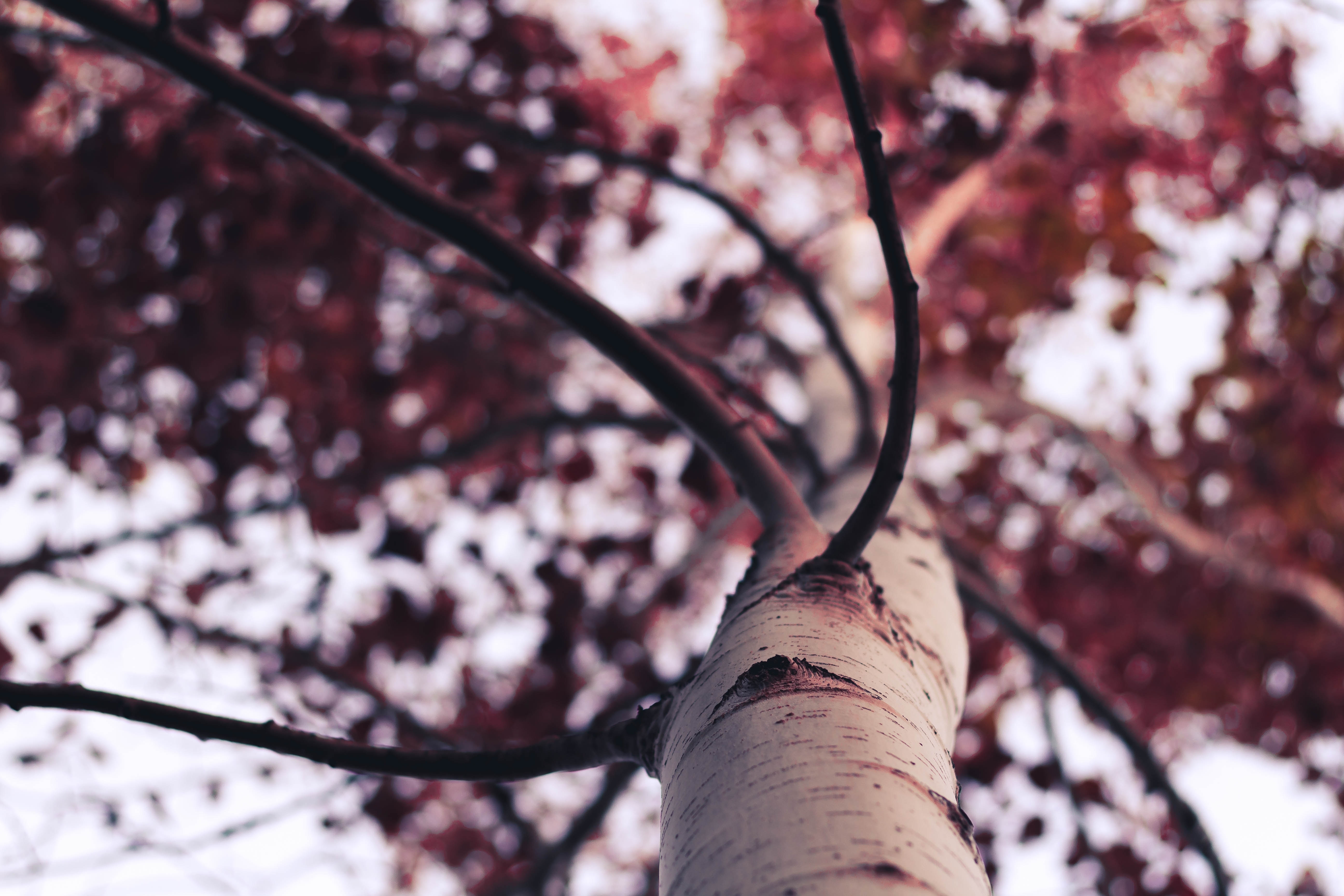 5190x3460  #leafe, #tree, #autumn, #Creative Commons, Desktop