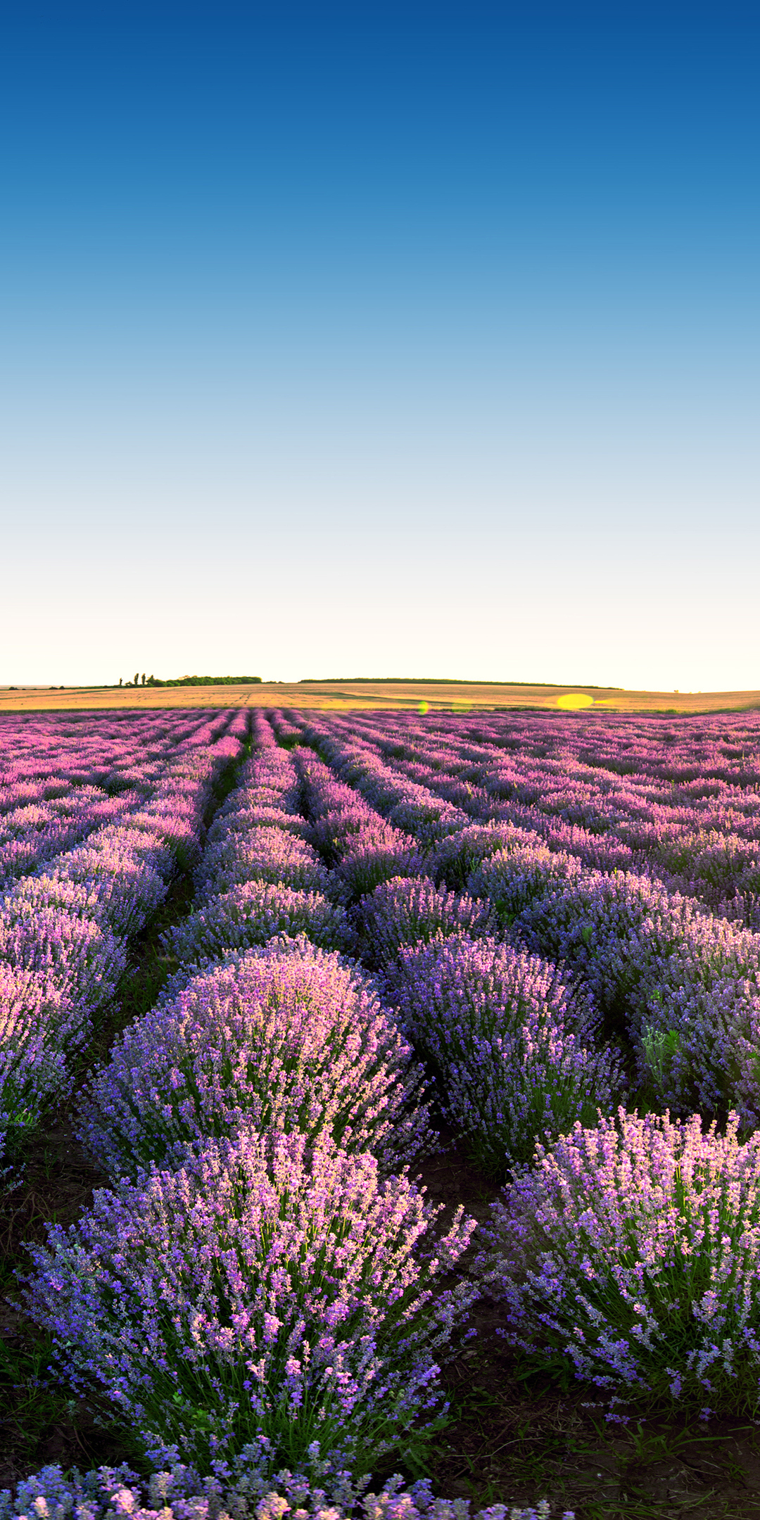 1080x2160 Download Lavender Fields, Nature, Sky, Sunrise, Scenery, Field, Flowers, Lavender, Fields Wallpaper in  Resolution, Phone