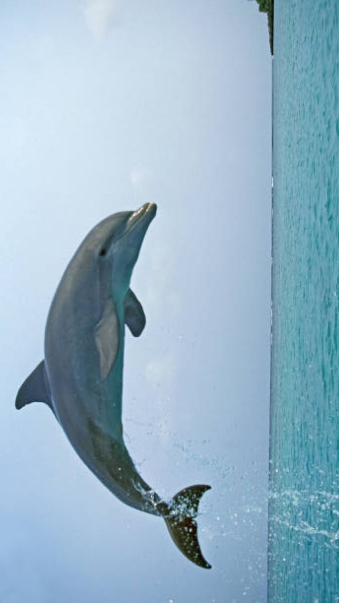 1080x1920 Best Dolphin iPhone Wallpaper, Phone