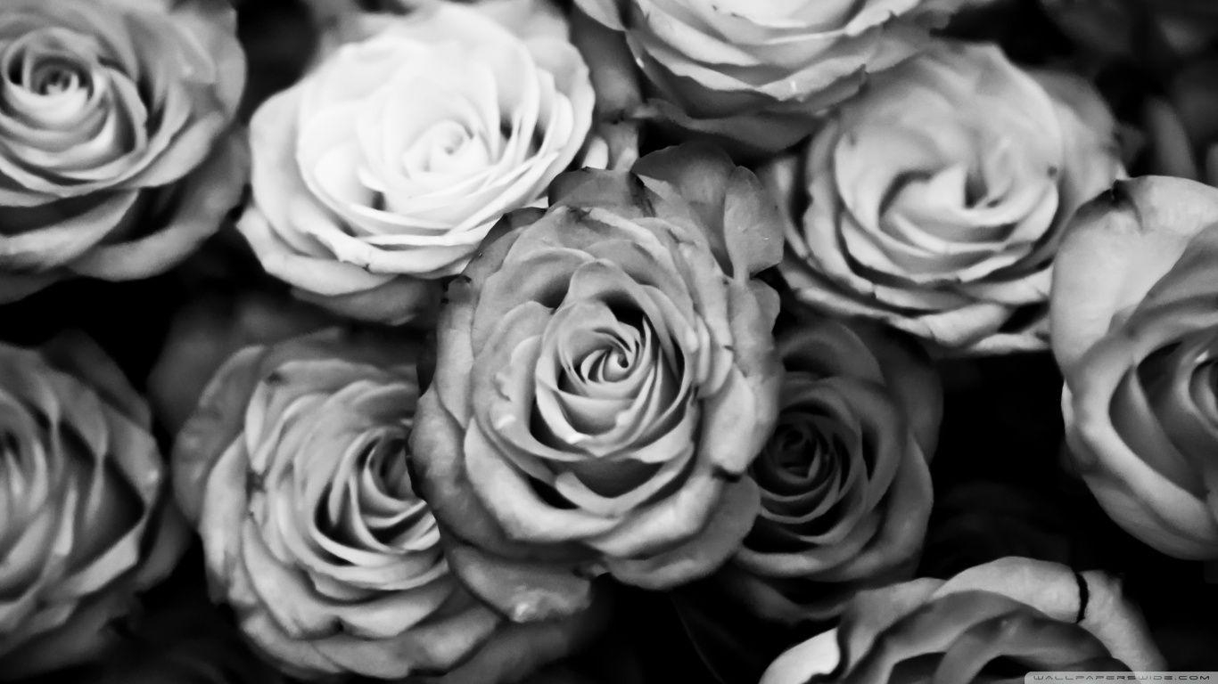 1370x770 dongetrabi: Black And White Rose Wallpaper Image, Desktop