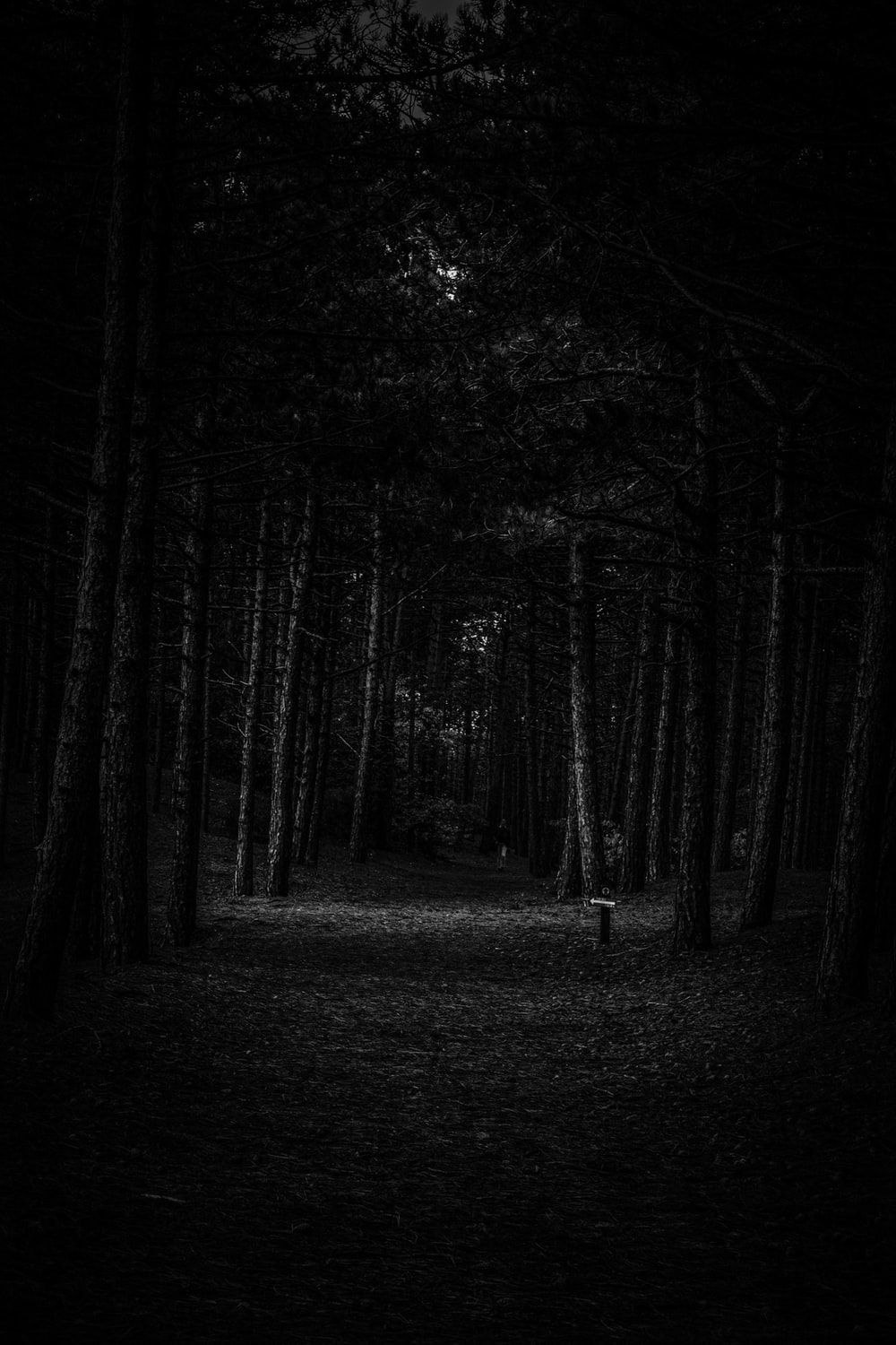 1000x1500 Dark Forest Picture [HD]. Download Free Image, Phone