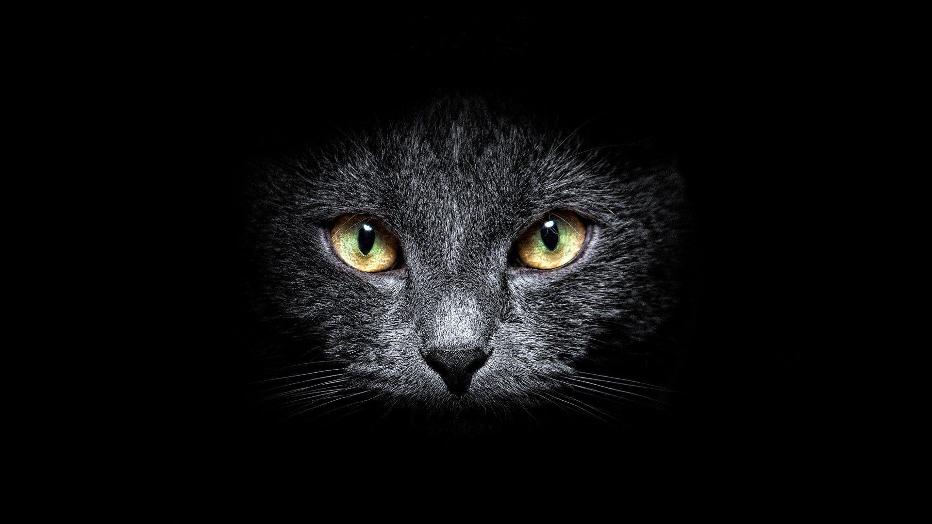 1920x1080 Black Cat HD Wallpaper, Desktop