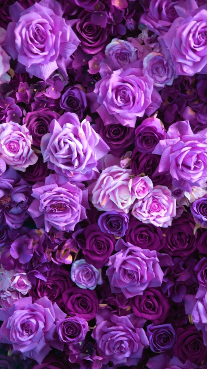 720x1280 art, background, beautiful, beauty, color, colorful, design, drops, fashion, fashionable, flowers, girly, inspiration, leaves, luxury, nature, pastel, pretty, purple, roses, soft, still life, style, wallpaper, wallpaper, water, we heart it, woman, cute, Phone