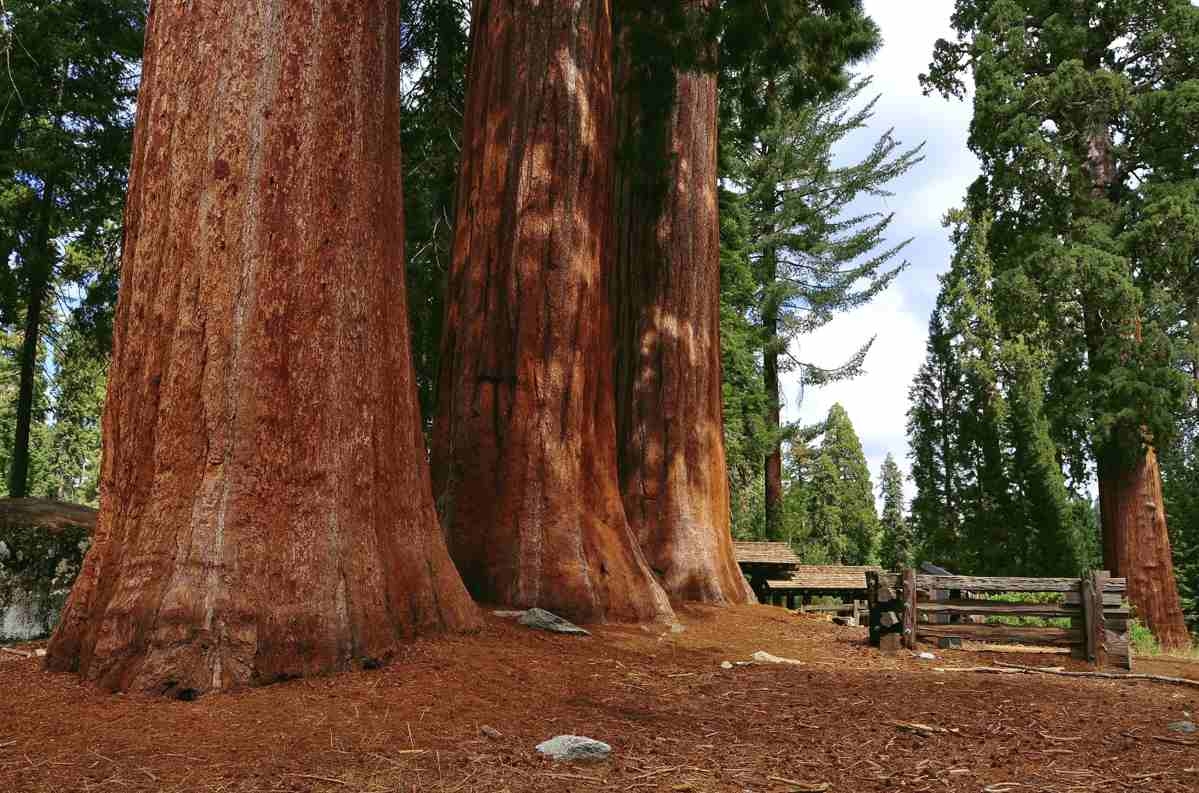 1200x800 Sequoia National Park. Great American Things, Desktop