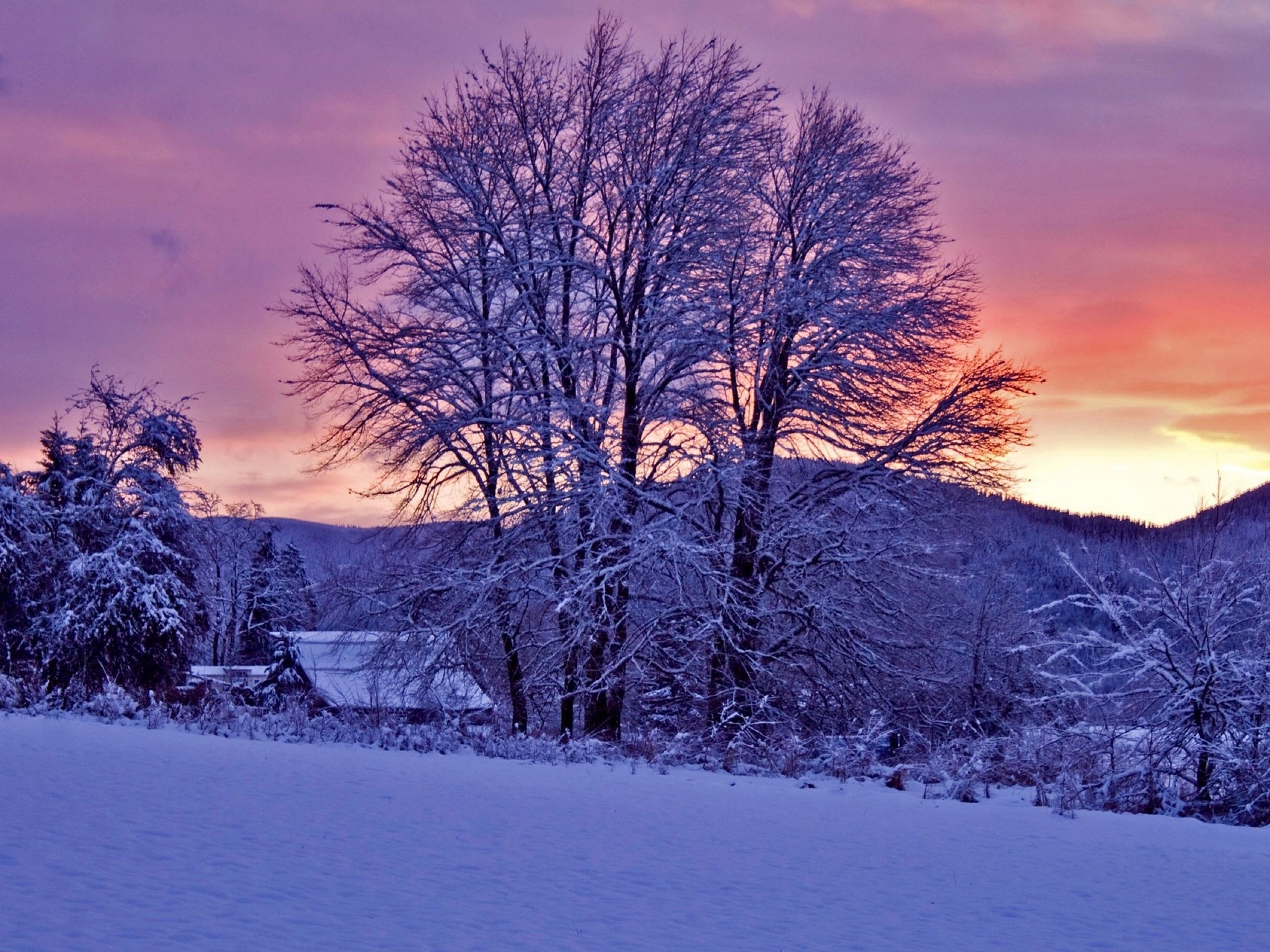 2560x1920 Sunset & Trees Winter wallpaper. Sunset & Trees Winter, Desktop