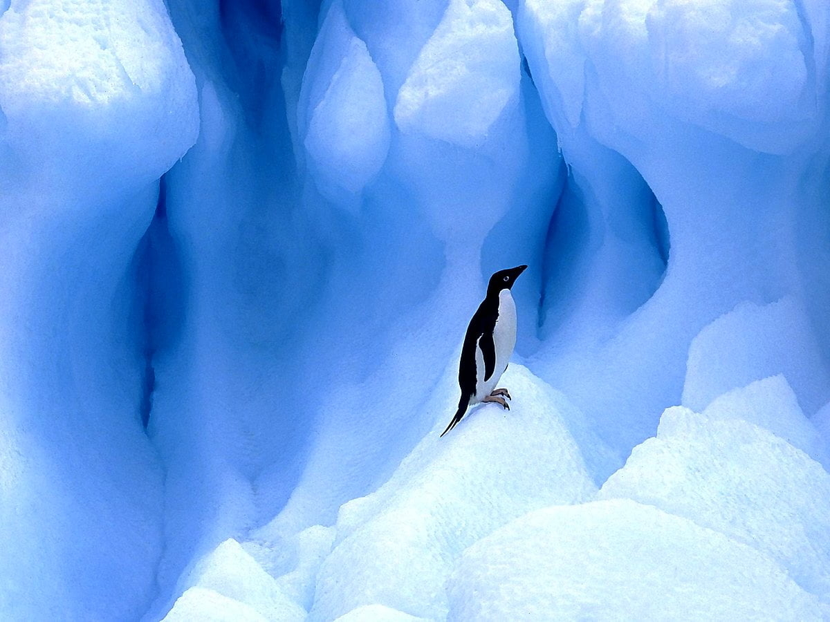 1200x900 Penguin wallpaper HD. Download, Desktop