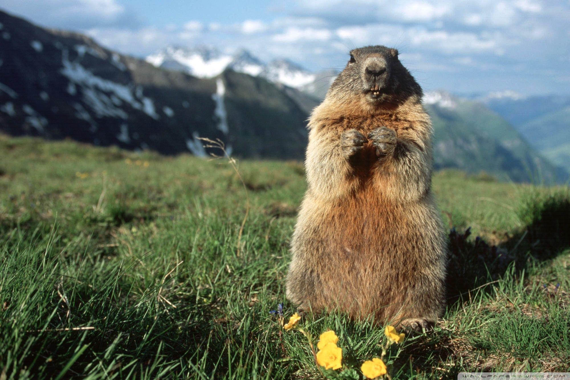 2000x1340 Alpine Marmot Hohe Tauern National Park Austria Wallpaper. HD, Desktop