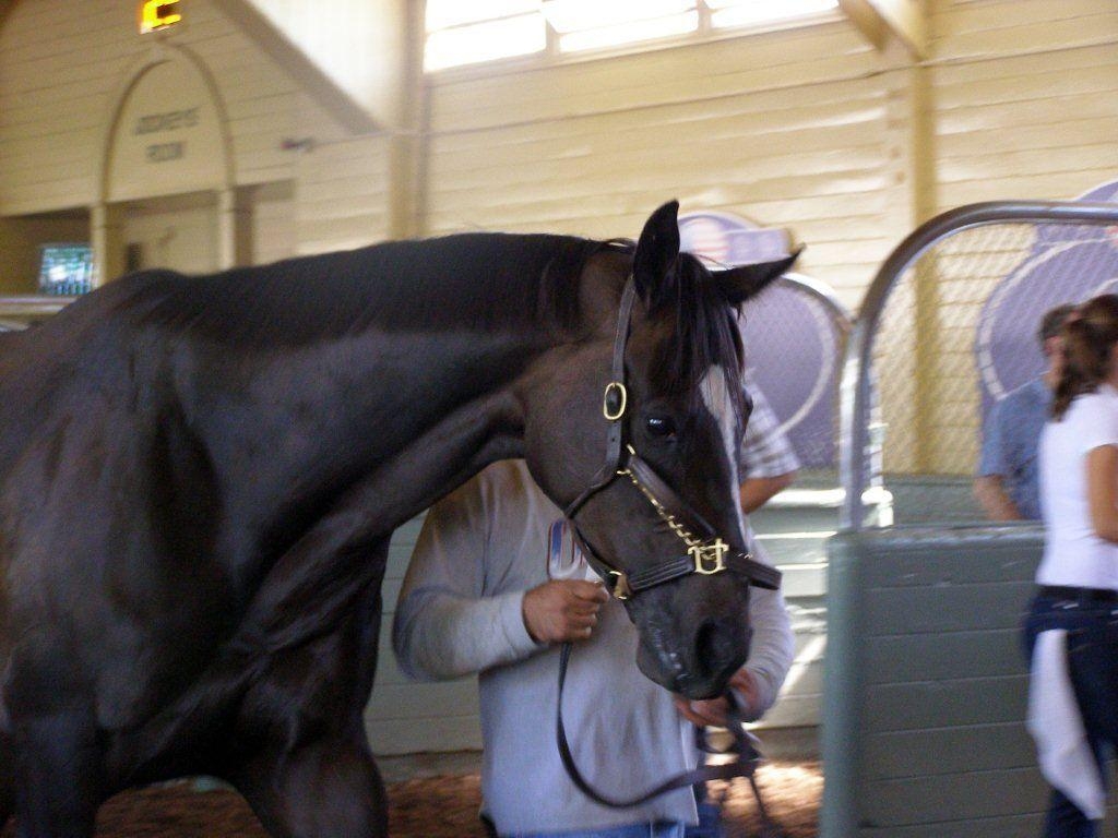 1030x770 Zenyatta Breeders&; Cup, Desktop