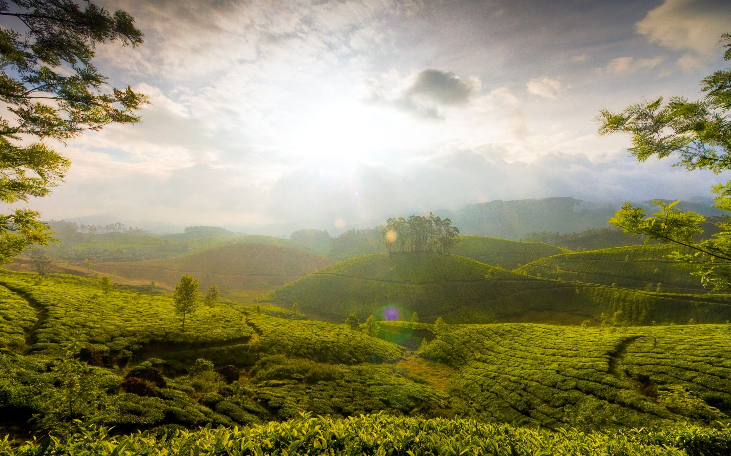 2560x1600 Munnar Hills India, HD World, 4k Wallpaper, Image, Background, Desktop