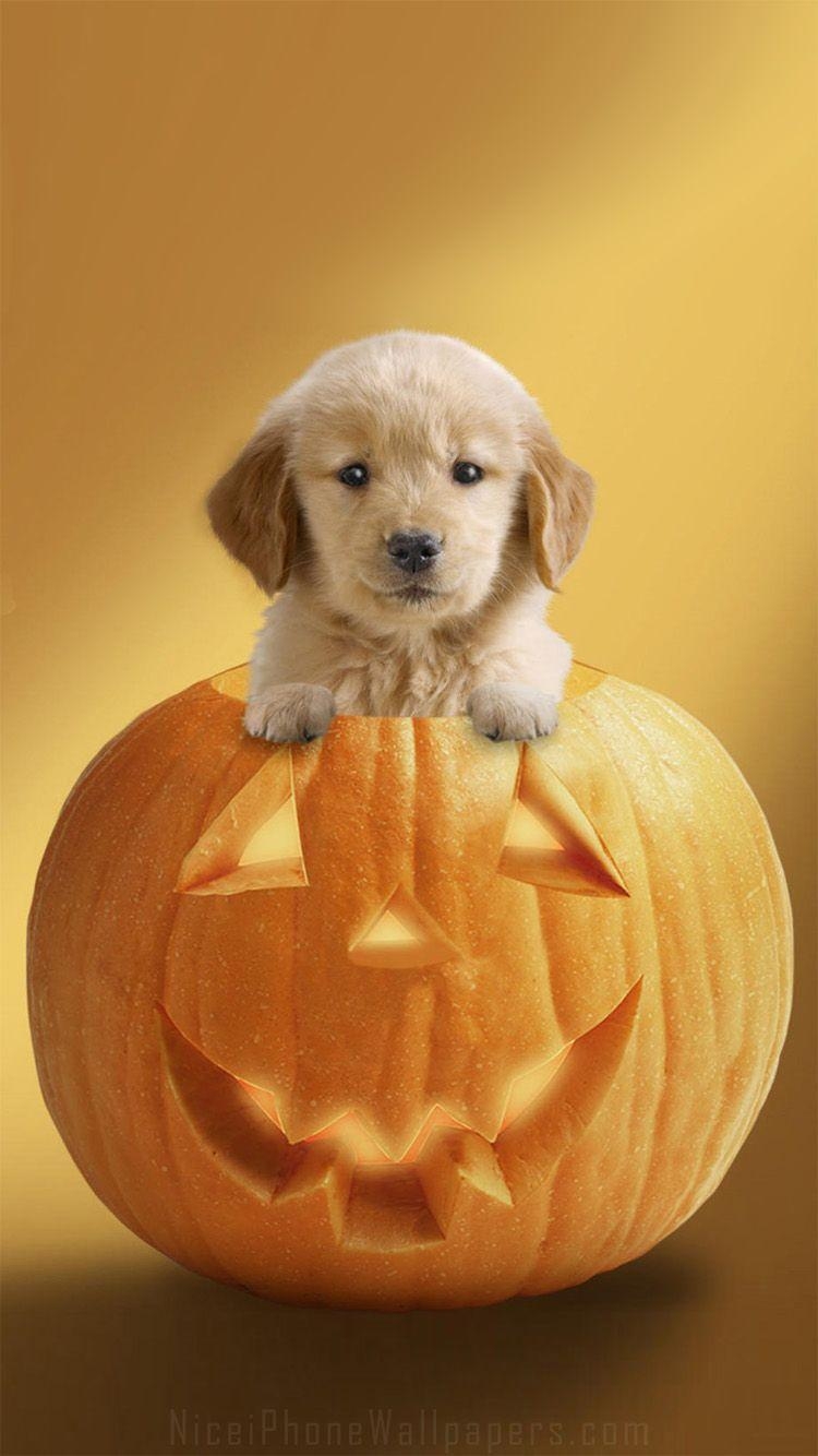 750x1340 Cute Puppy Halloween Wallpaper, Phone