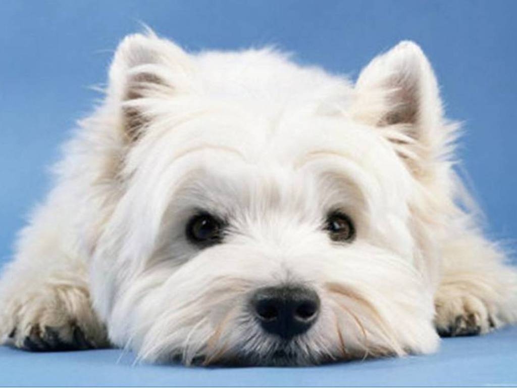 1030x770 Westie Dog Wallpaper, Desktop