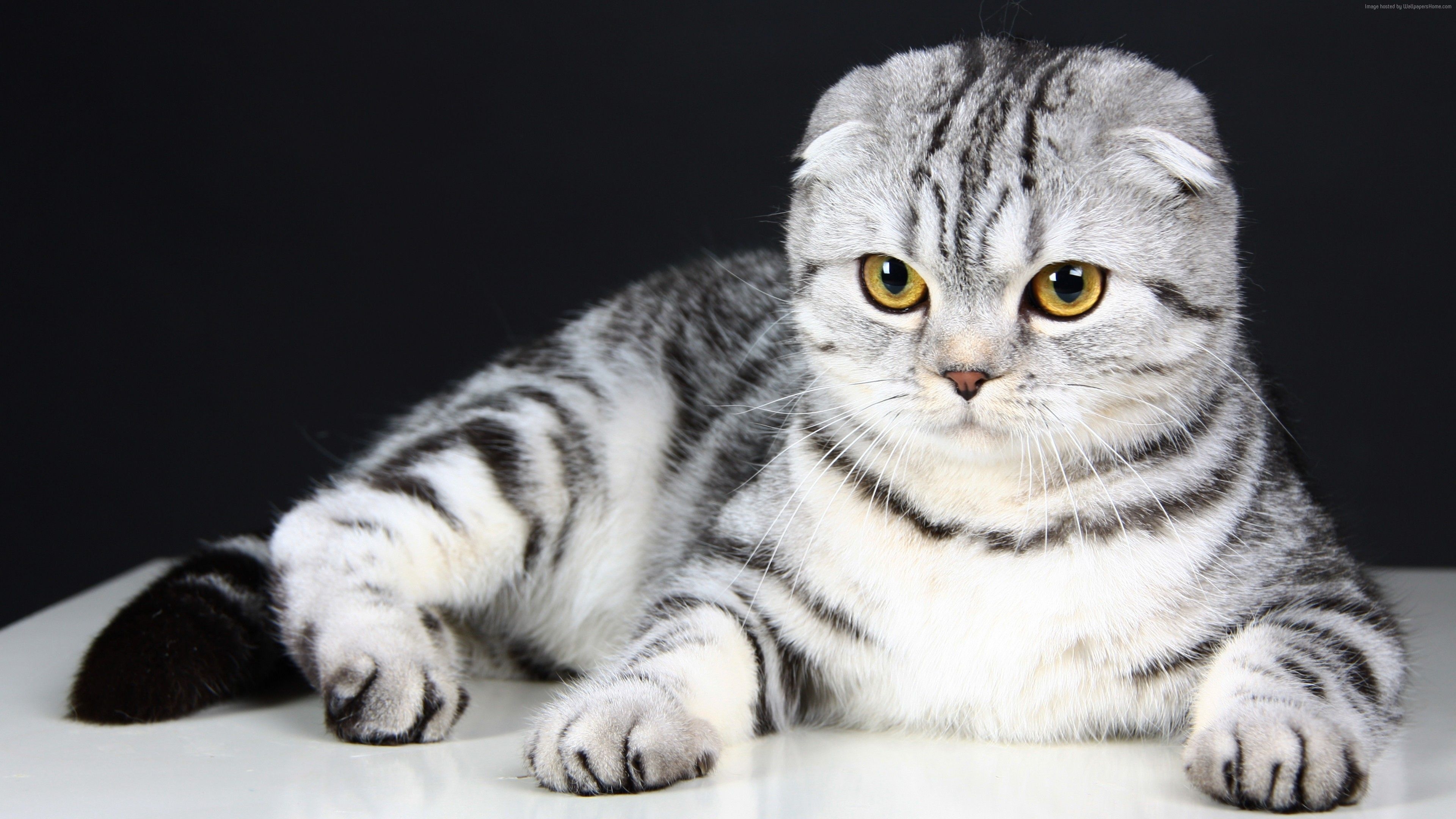 3840x2160 Wallpaper Scottish Fold, Cat, kitten, eyes, gray, wool, cute, animal, pet, Animals Wallpaper Download Resolution 4K Wallpaper, Desktop