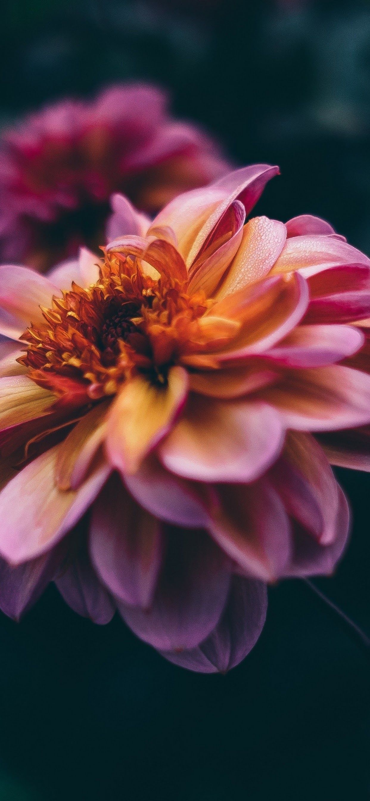 1250x2690 Flower Close Up 4K Wallpaper, Phone