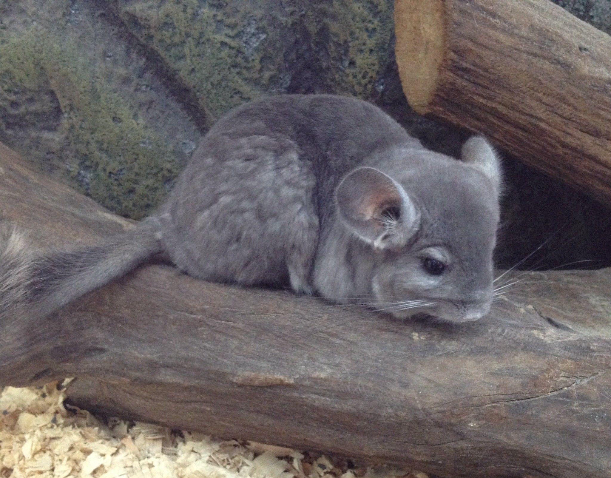 2050x1610 Chinchilla, Hd, Desktop, Wallpaper, For, Background, Full, Free, Desktop