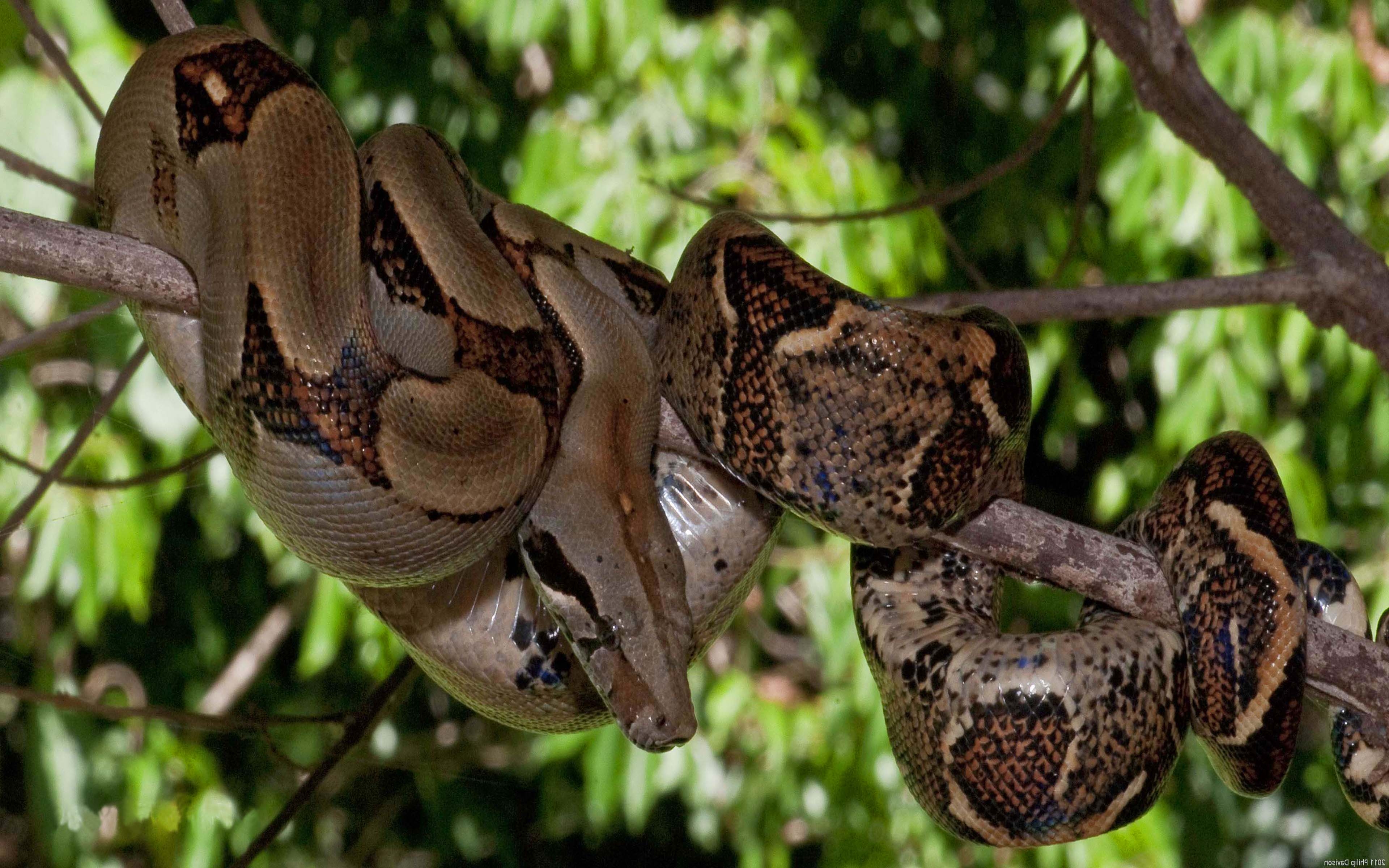 3840x2400 Boa Constrictor Or Red Tail Boa Kind Of Big Snake Heavy Body Member, Desktop