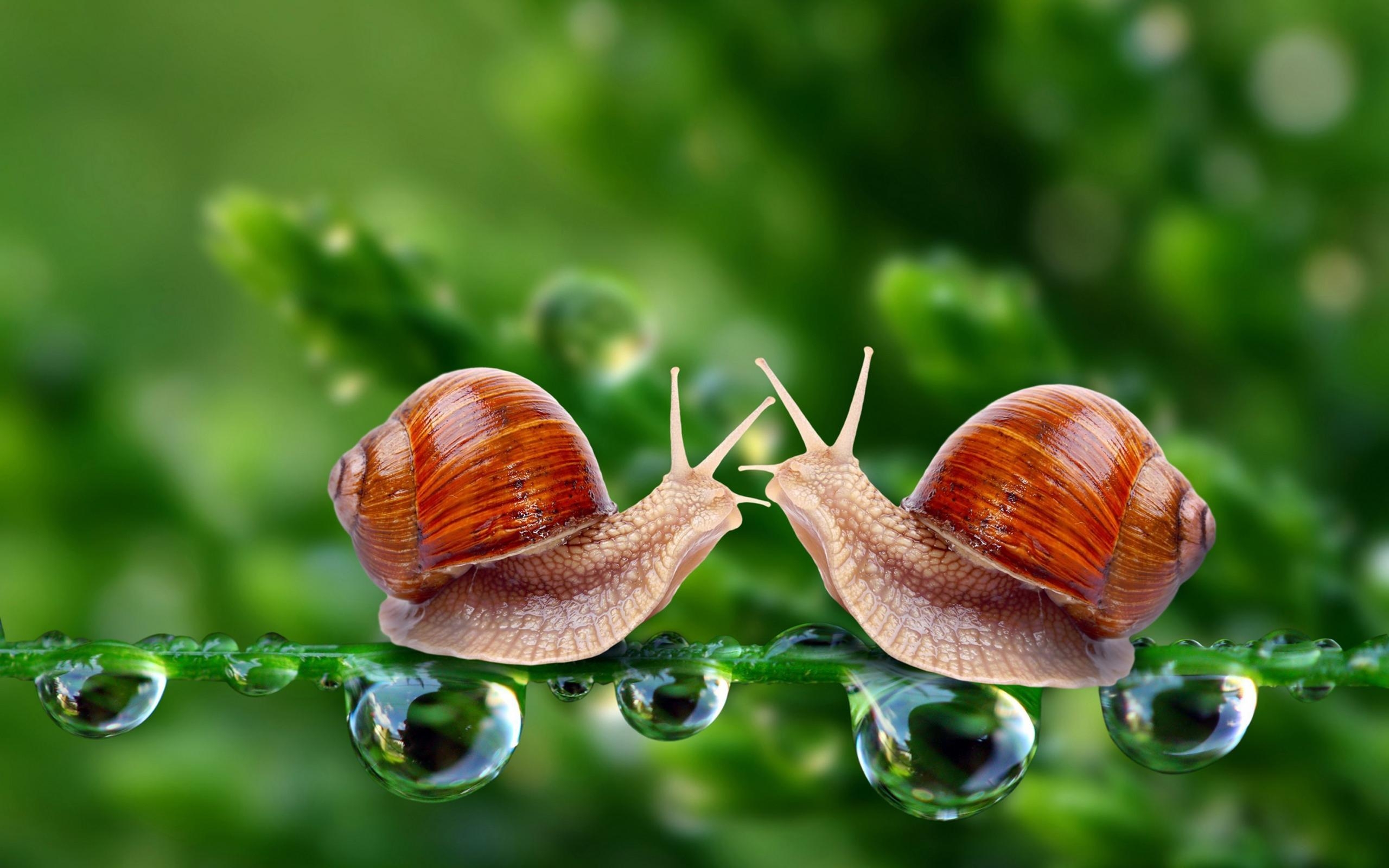 2560x1600 Snail HD Wallpaper and Background Image, Desktop