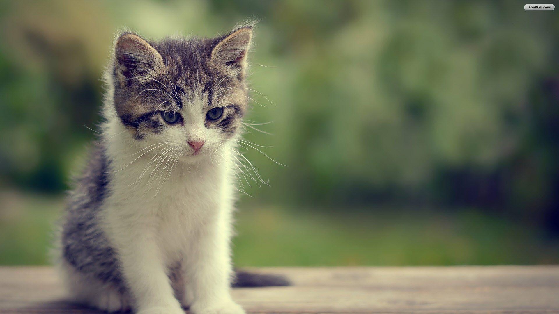 1920x1080 Cute Cats Wallpaper. All Wallpaper. Cat wallpaper, Desktop