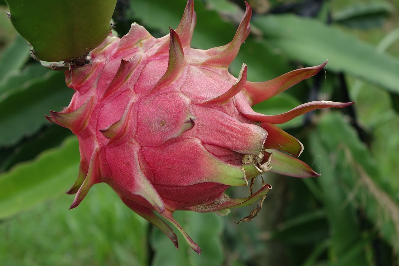 1280x860 Red Dragon Fruit & Fruit Image, Desktop