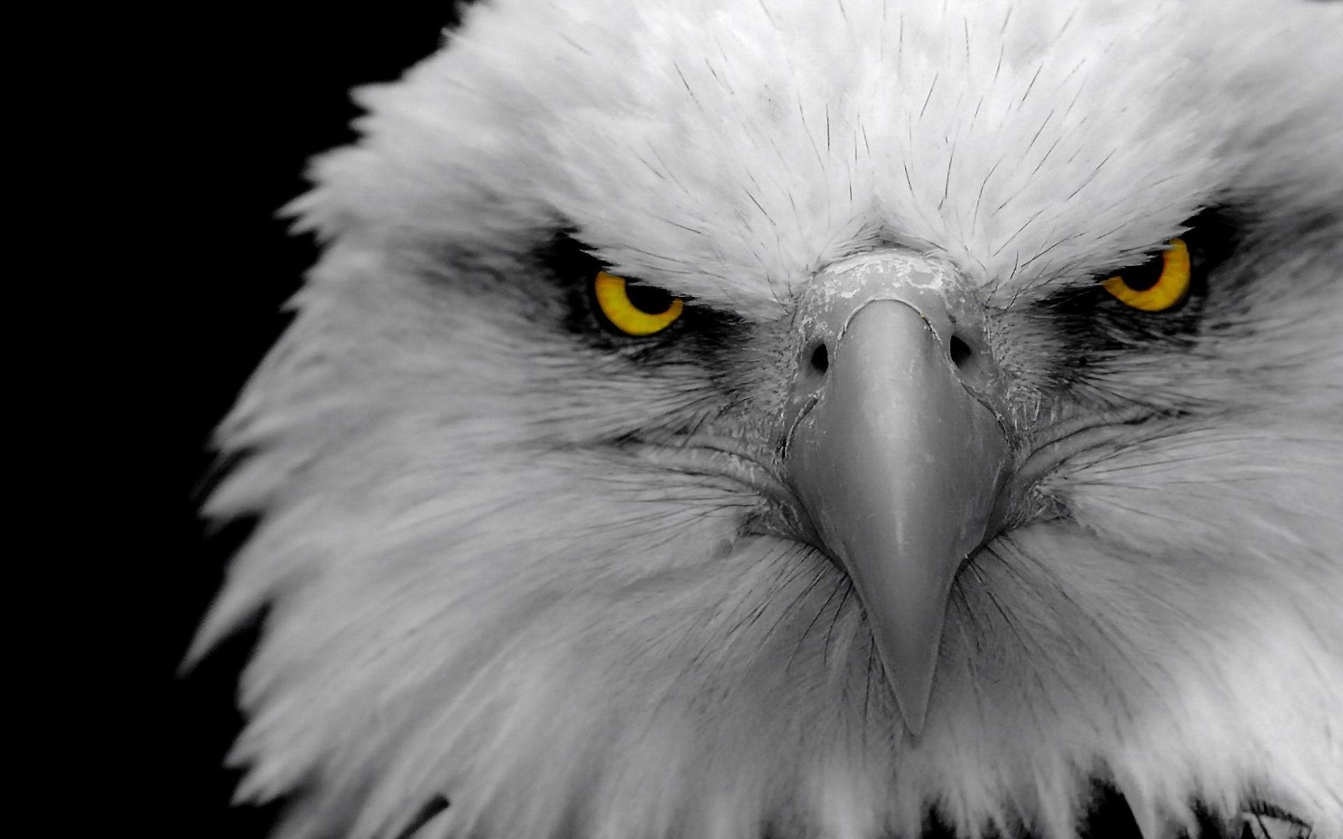 1920x1200 Eyes. Eagle eyes Wallpaper Picture Photo Image. Eyes. Eagle, Desktop