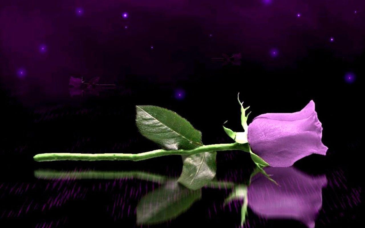 1280x800 Purple Rose Wallpaper, Desktop