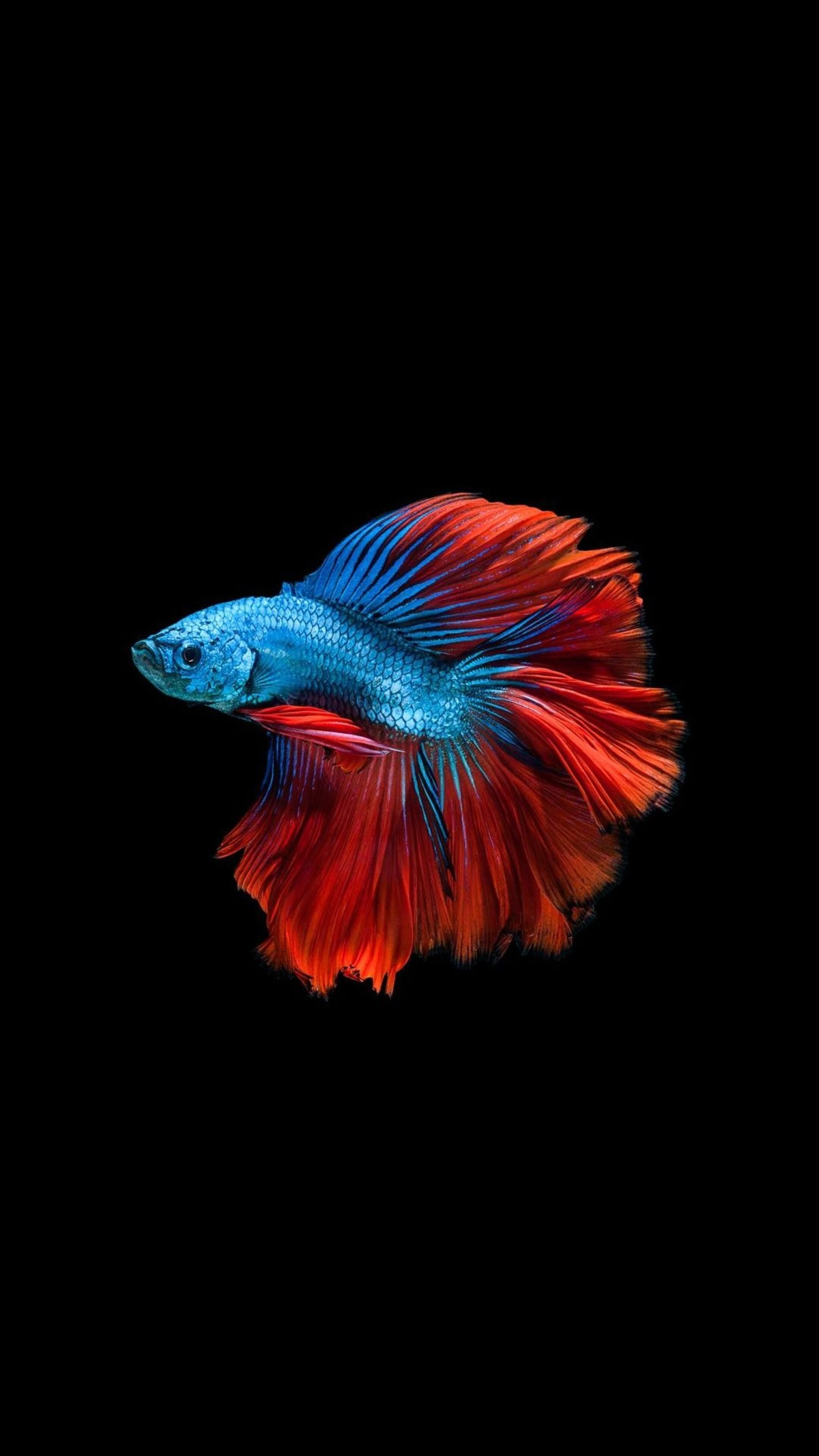 2160x3840 AMOLED Animal Wallpaper. Ikan cupang, Hewan, Burung cantik, Phone