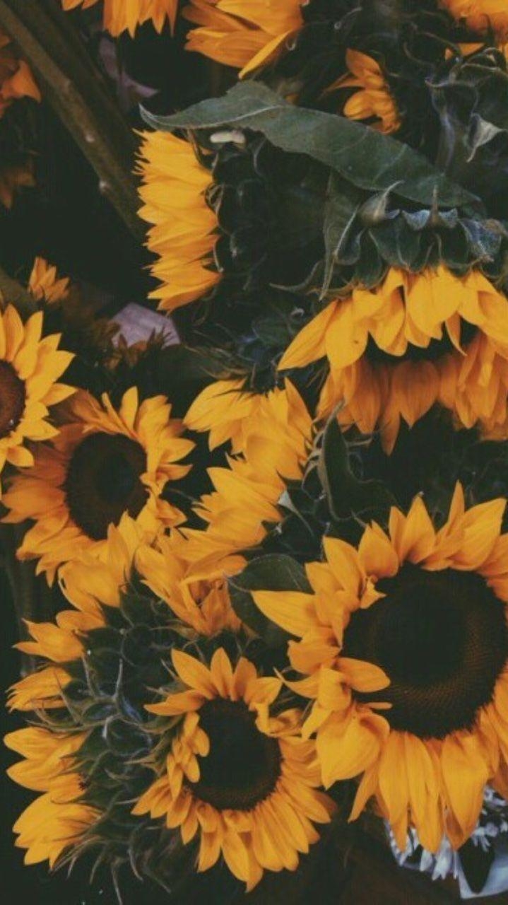 720x1280 Sunflower Aesthetic Wallpaper Free Sunflower, Phone