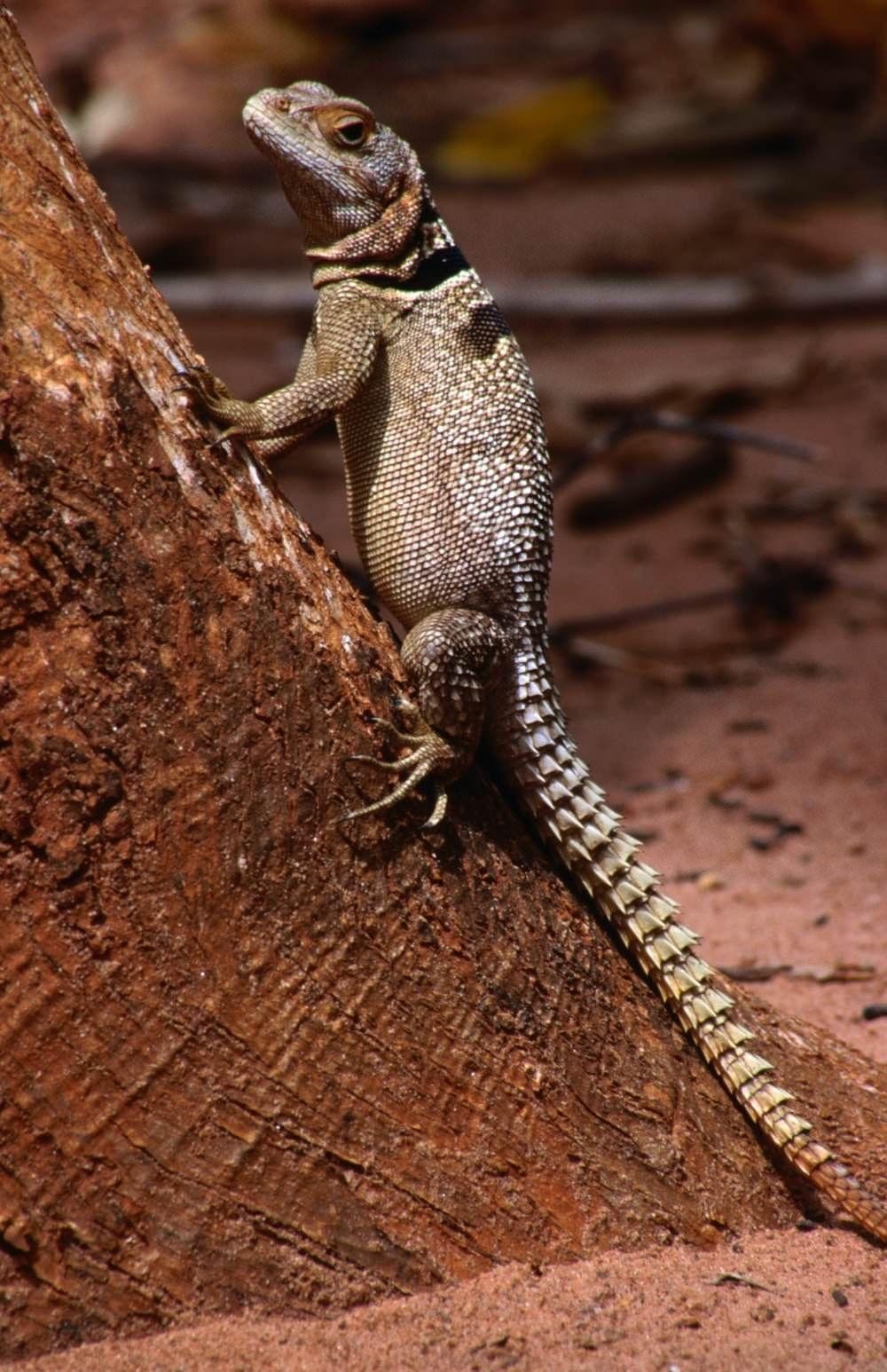 1000x1550 Madagascar Collared Iguanid (Oplurus cuvieri), Phone