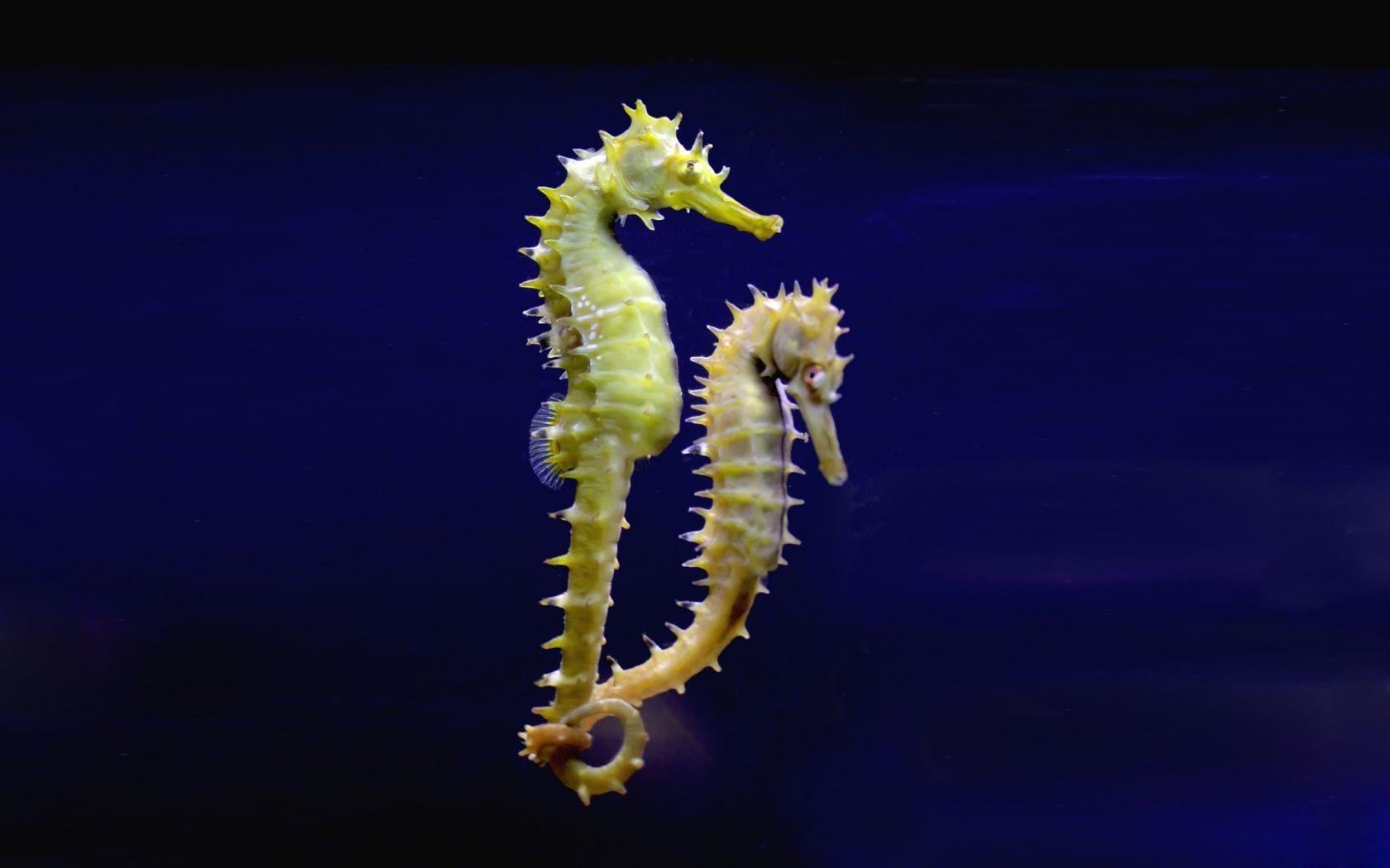 1680x1050 seahorse Archives Recent Change Post, Desktop