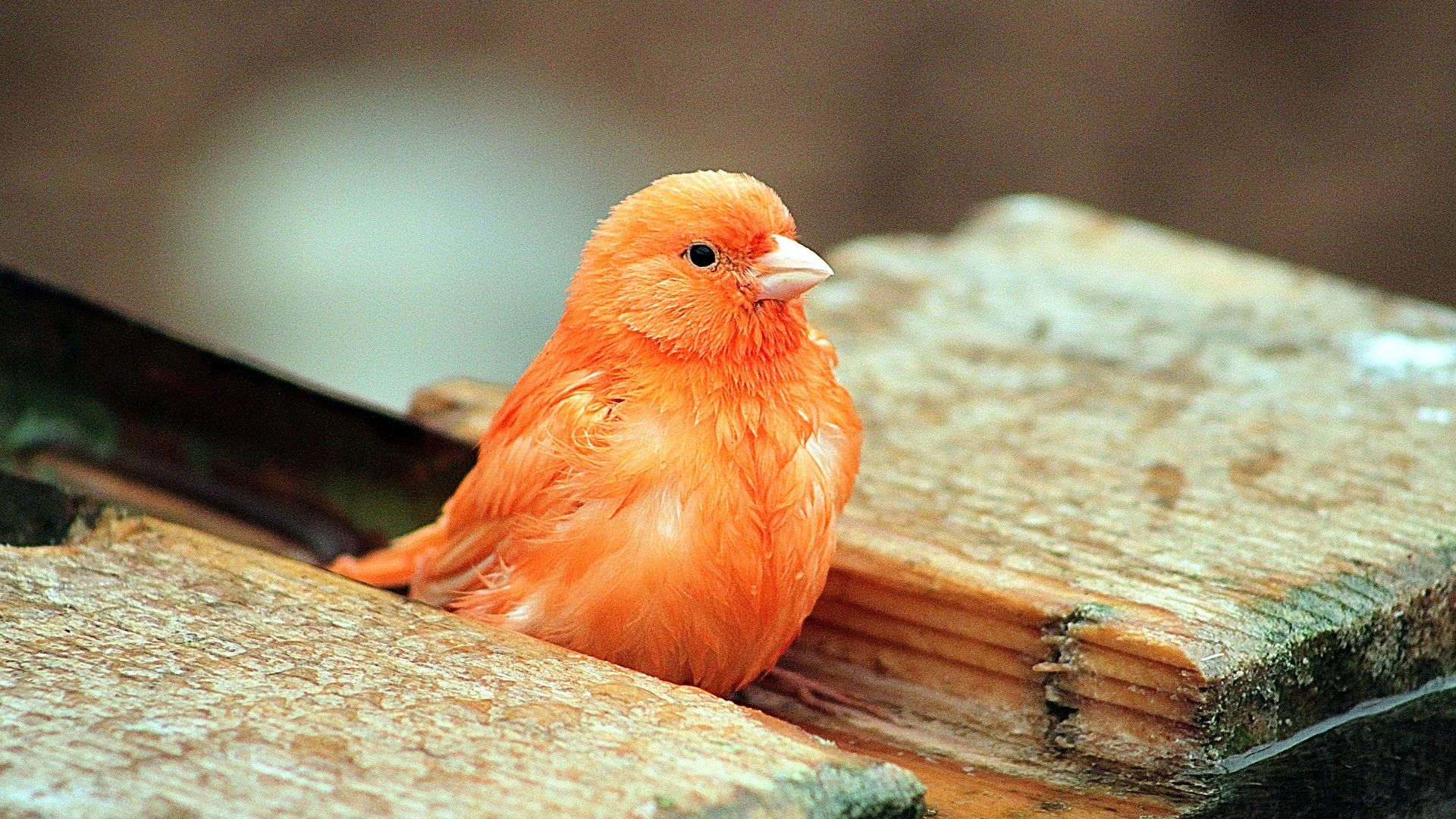 1920x1080 Desktop Wallpaper Bird, Orange Bird, Cute, HD Image, Picture, Background, D6c515, Desktop