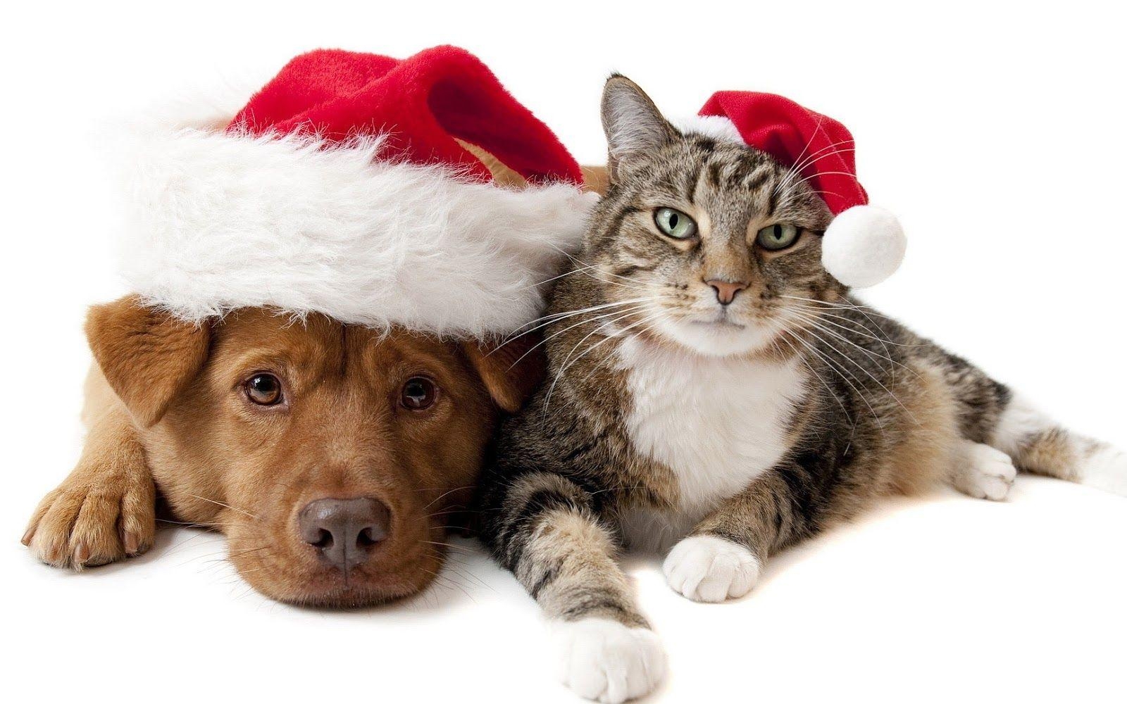 1600x1000 Christmas Wallpaper With Cat And Dog HD Animals Wallpaper Xmas, Desktop