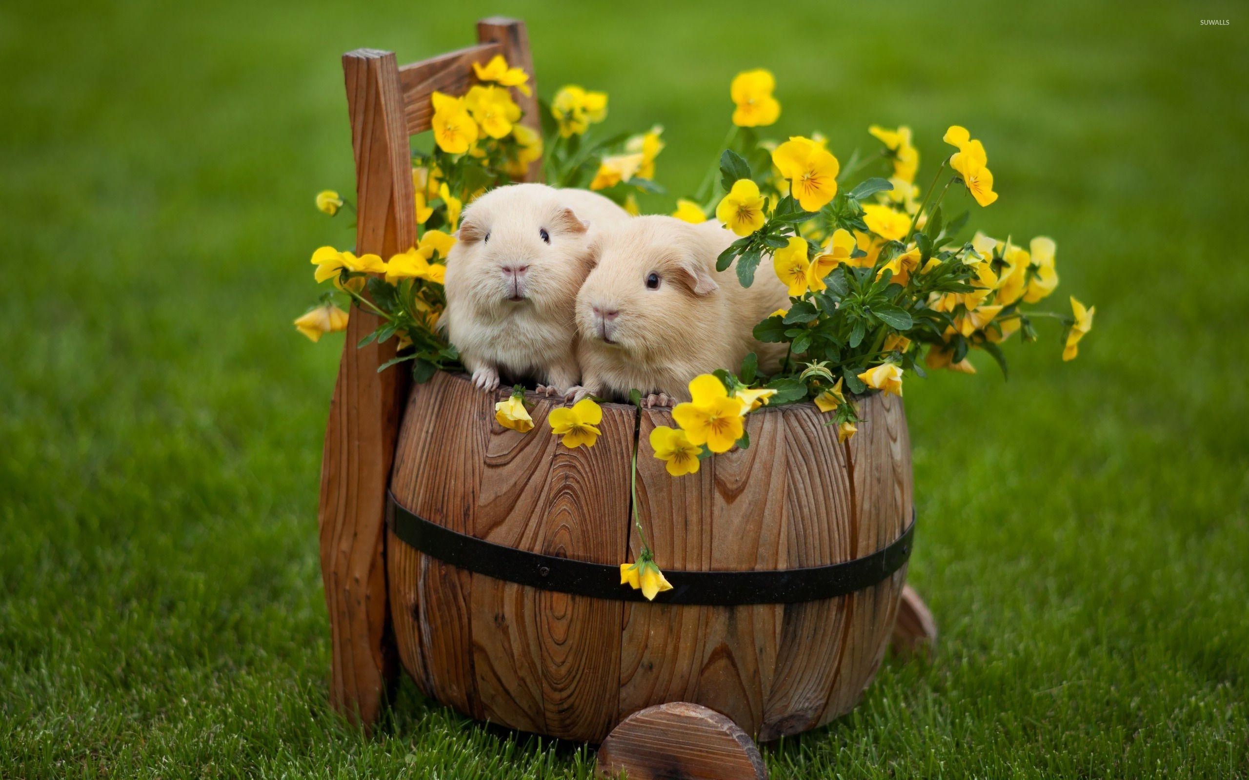 2560x1600 Guinea pigs wallpaper wallpaper, Desktop