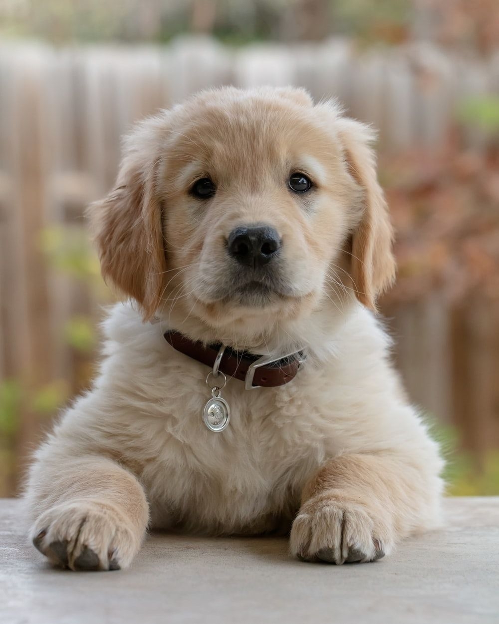 1000x1250 Puppy Wallpaper: Free HD Download [HQ], Phone