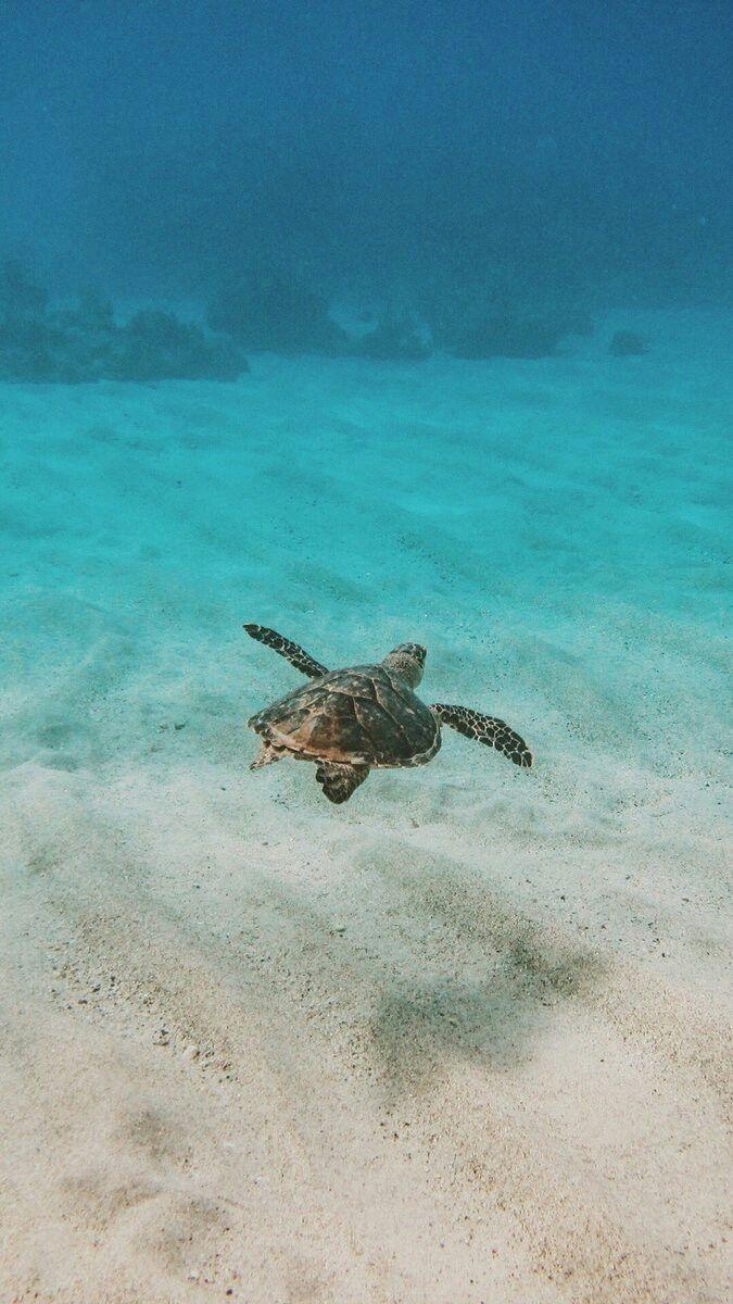 680x1200 Sea Turtle. SEA TURTLE. Turtle, Sea turtle wallpaper, Baby sea turtles, Phone