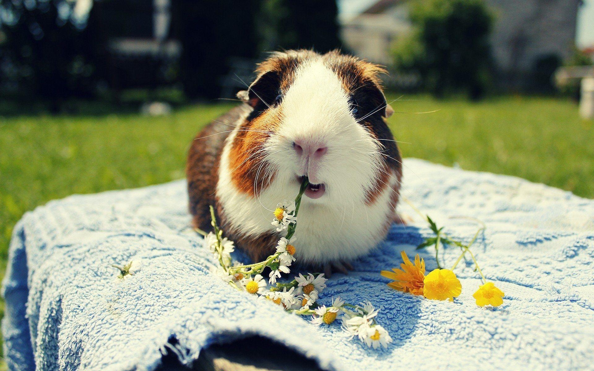 1920x1200 Guinea Pig HD Wallpaper, Desktop