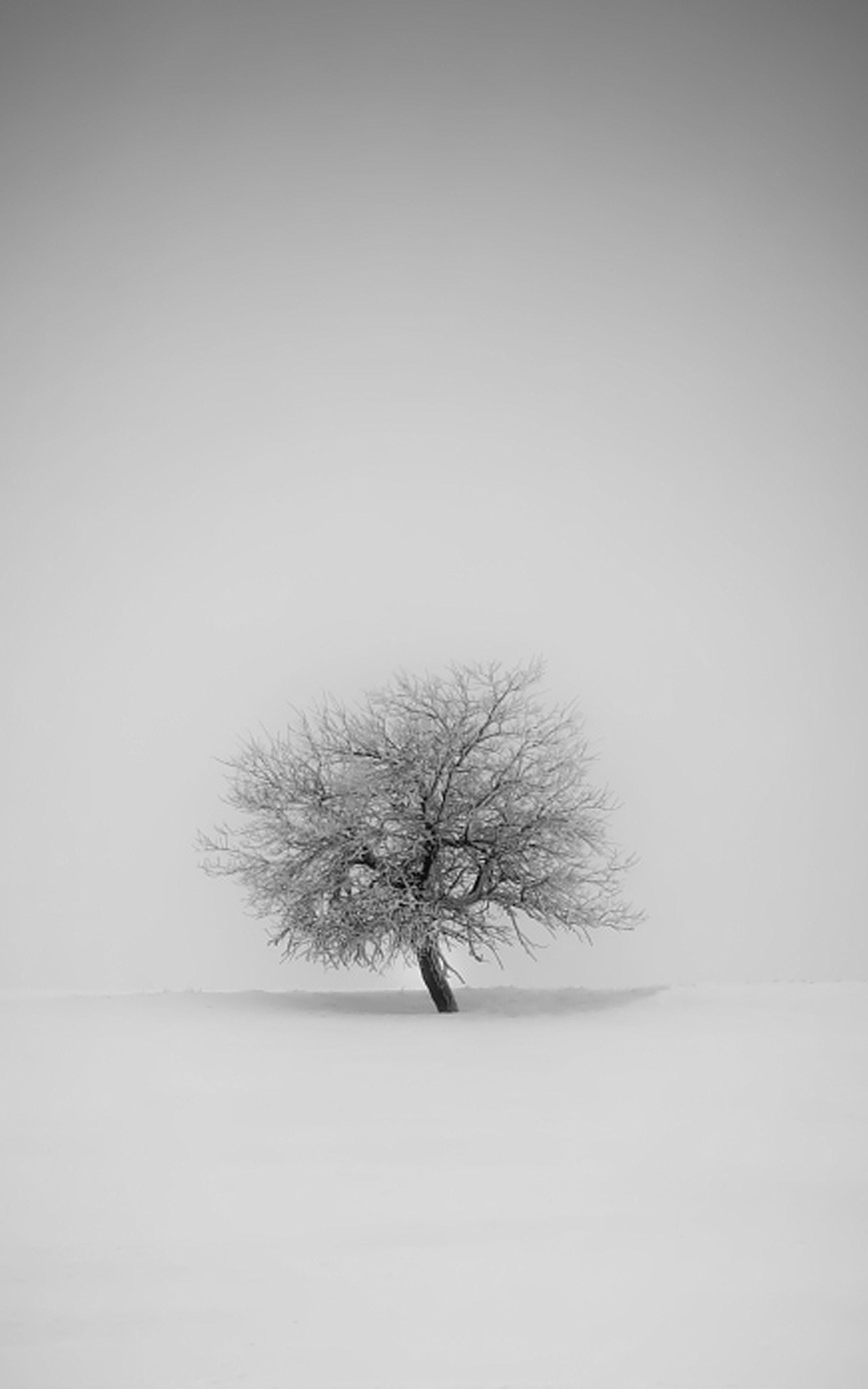 2400x3840 Winter Tree Mobile Wallpaper, Phone