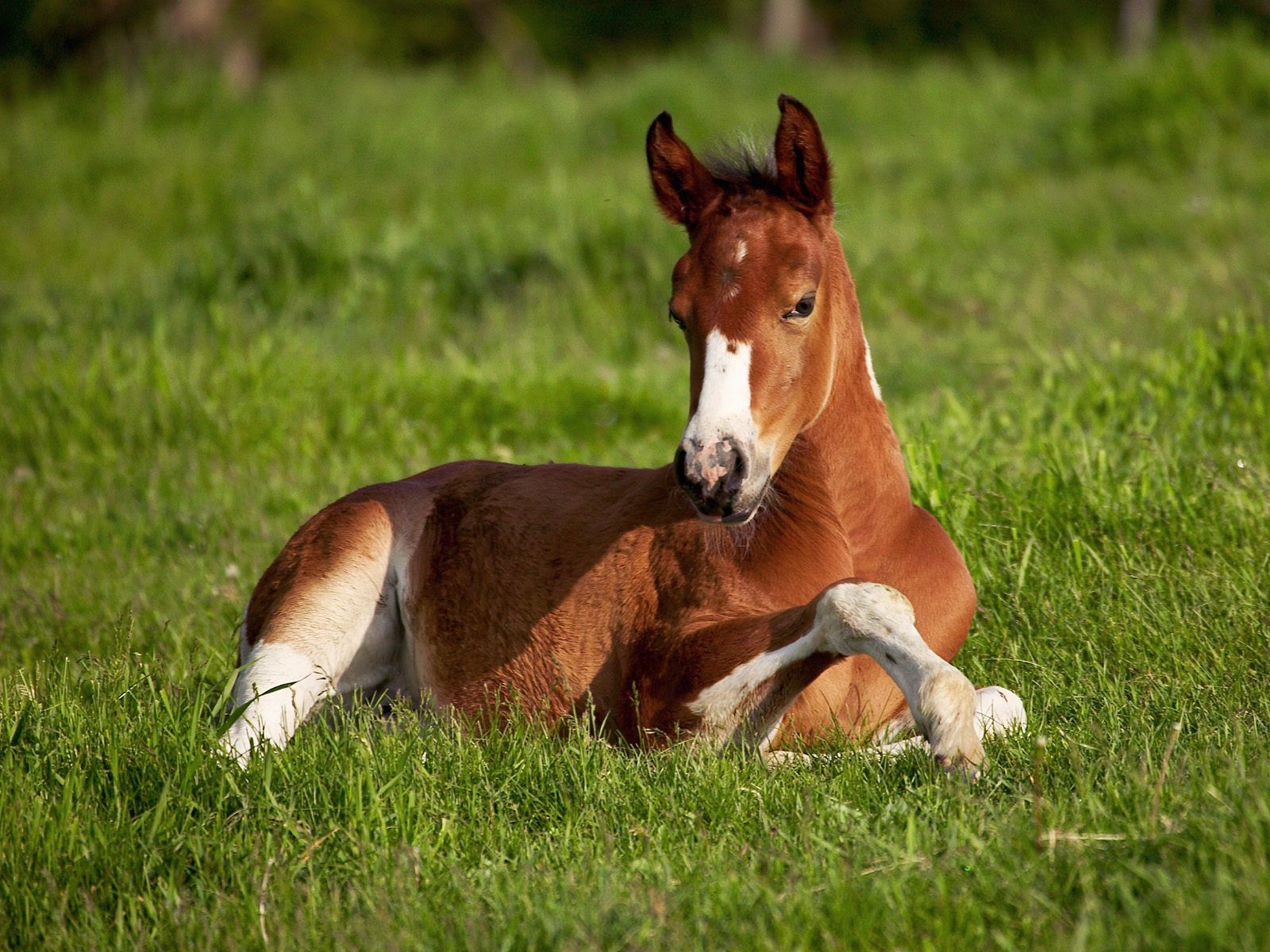 1600x1200 Horse Wallpaper. Jumping Horse wallpaper Animals Background. Horses, Baby horses, Funny horses, Desktop