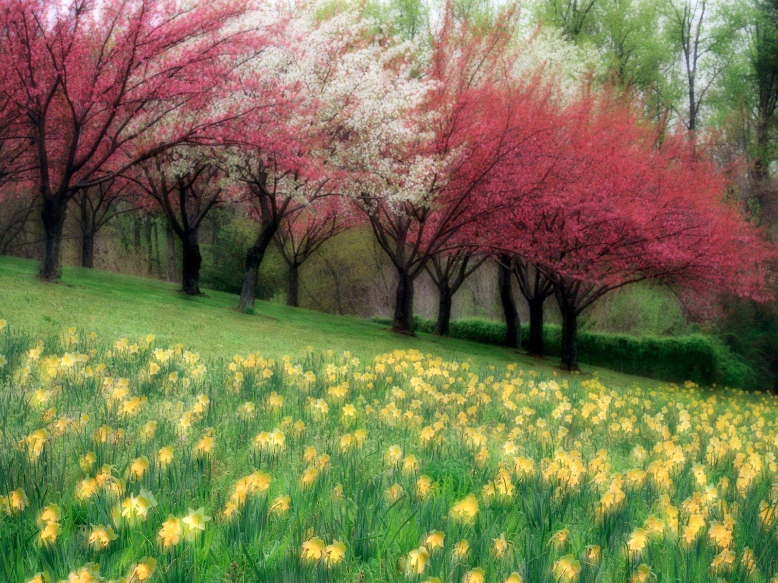 1600x1200 Free HQ Spring Meadow Wallpaper HQ Wallpaper, Desktop