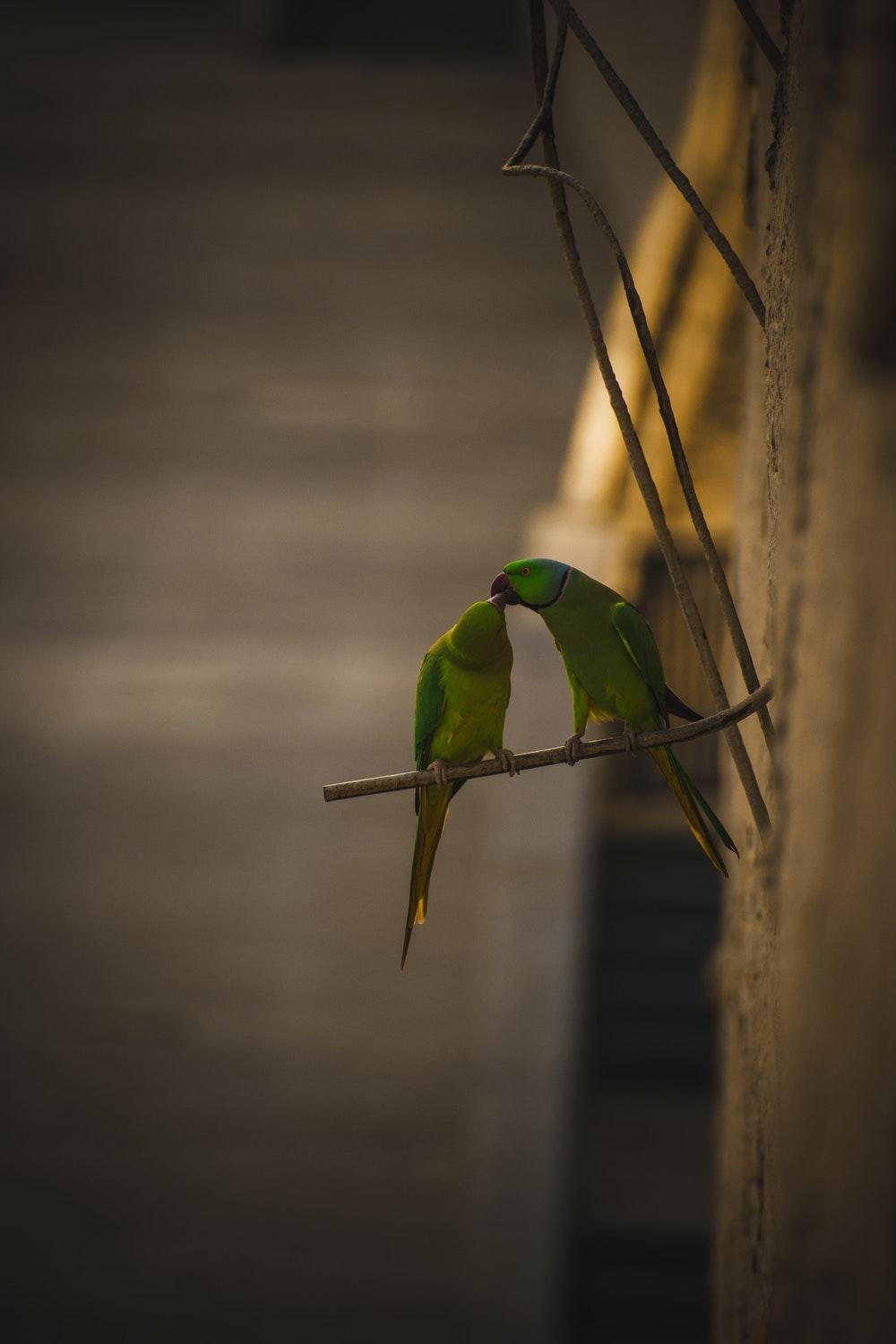 1000x1500 Parrot Picture. Download Free Image, Phone