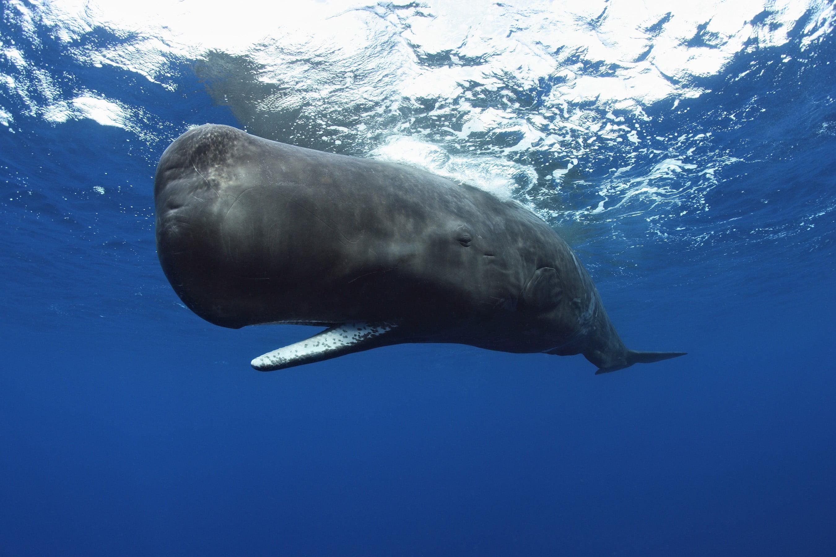 2700x1800 Blue whale, animals, underwater, whale, Sperm Whale HD, Desktop