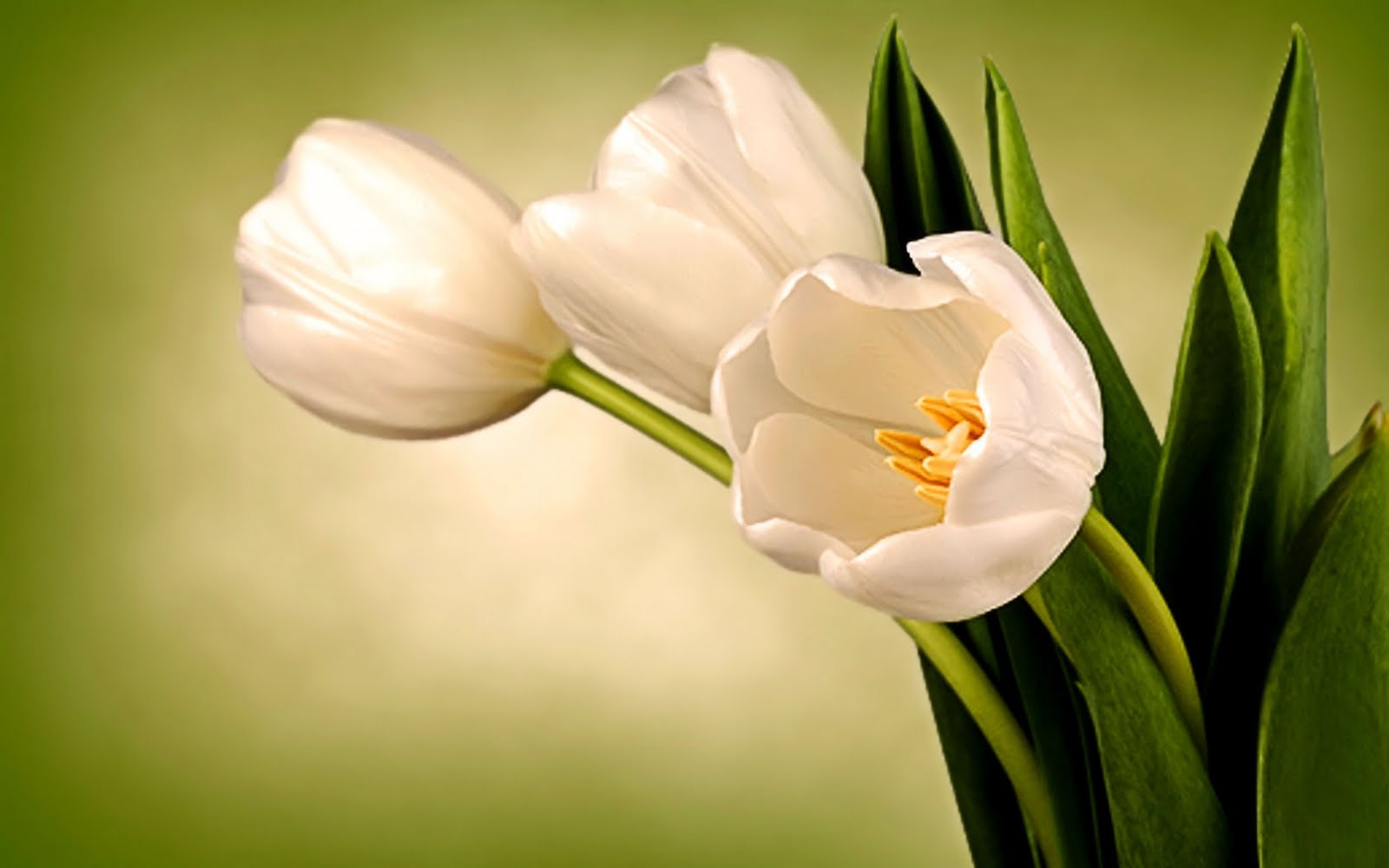 1600x1000 Lilly Of The Valley White Tulips Nice Desktop Picture Free HD, Desktop