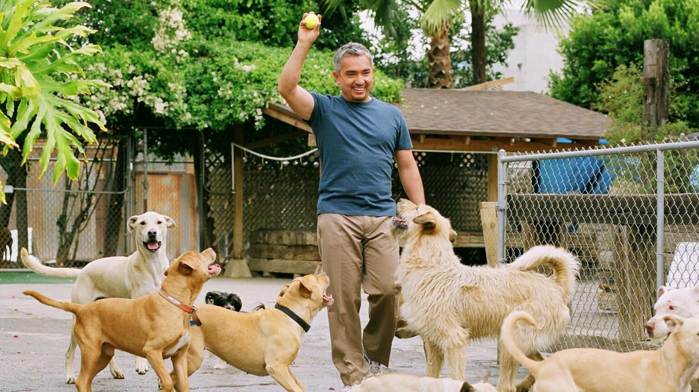 1400x790 Cesar Millan's Long Walk To Becoming The 'Dog Whisperer', Desktop