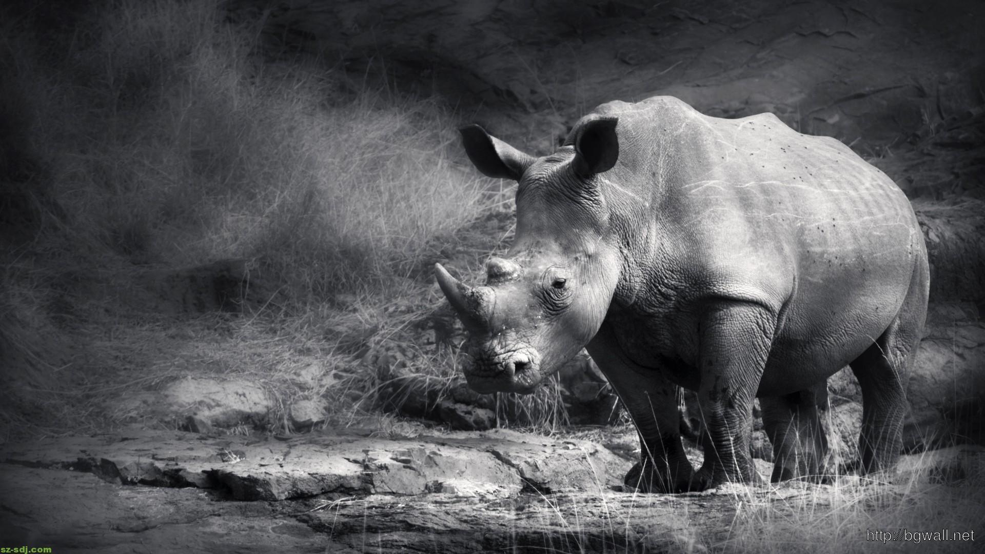 1920x1080 Black And White Rhino Wallpaper, Desktop