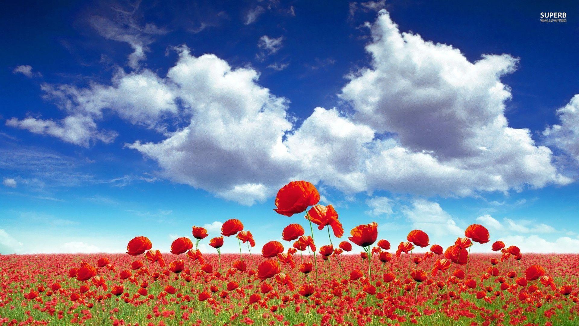 1920x1080 Poppy field wallpaper wallpaper - #, Desktop