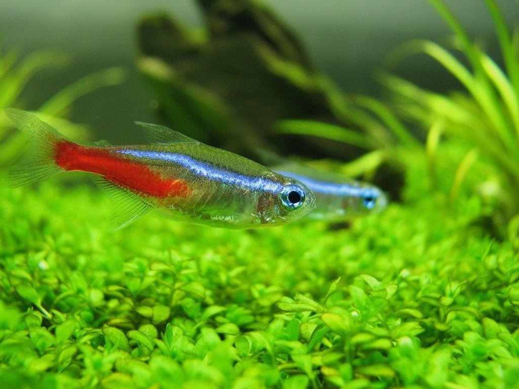 1030x770 Neon Tetras in a beautiful planted tank. Neon tetra fish, Desktop