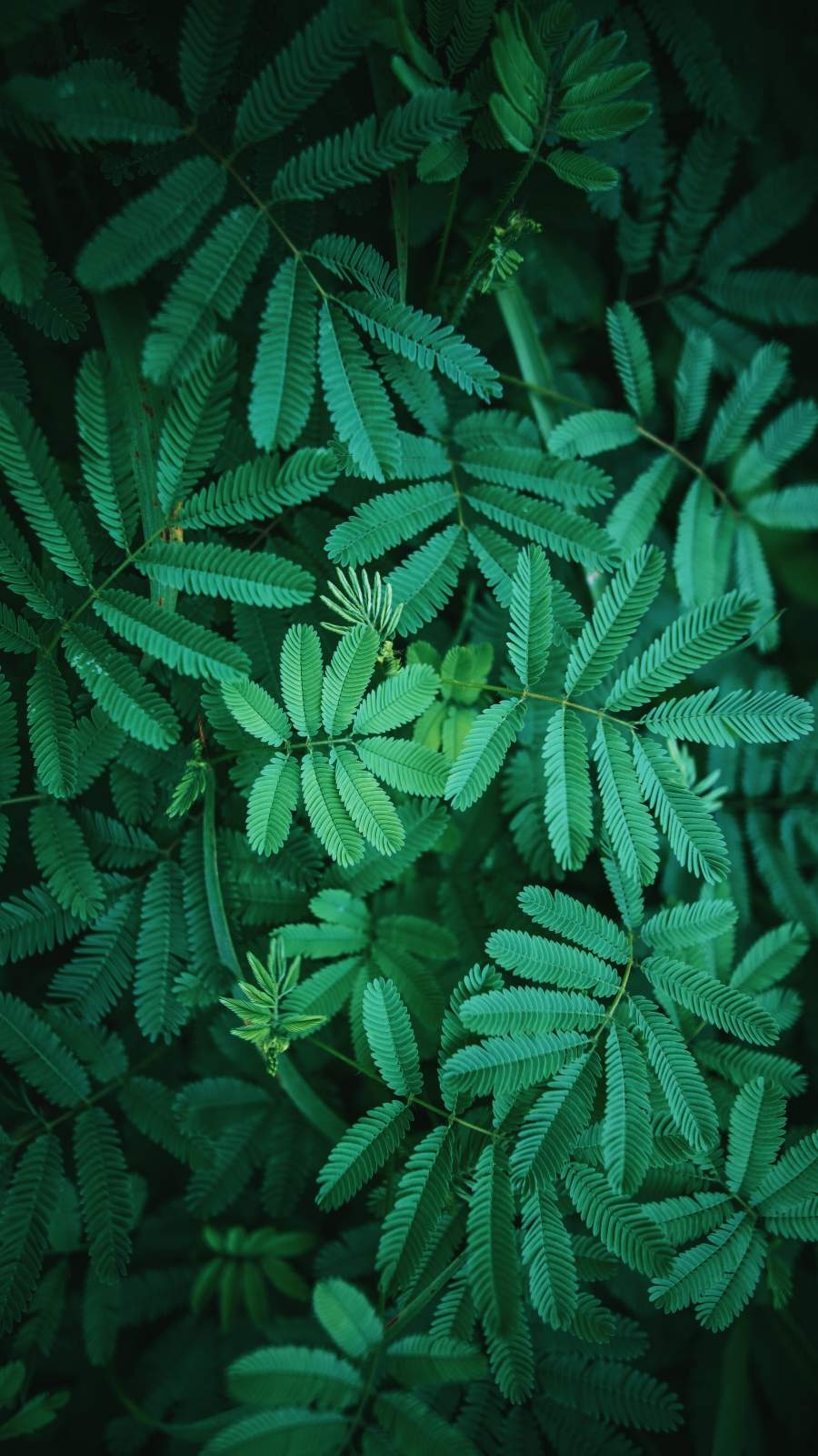 900x1600 Green Foliage Nature iPhone Wallpaper Wallpaper, iPhone Wallpaper, Phone